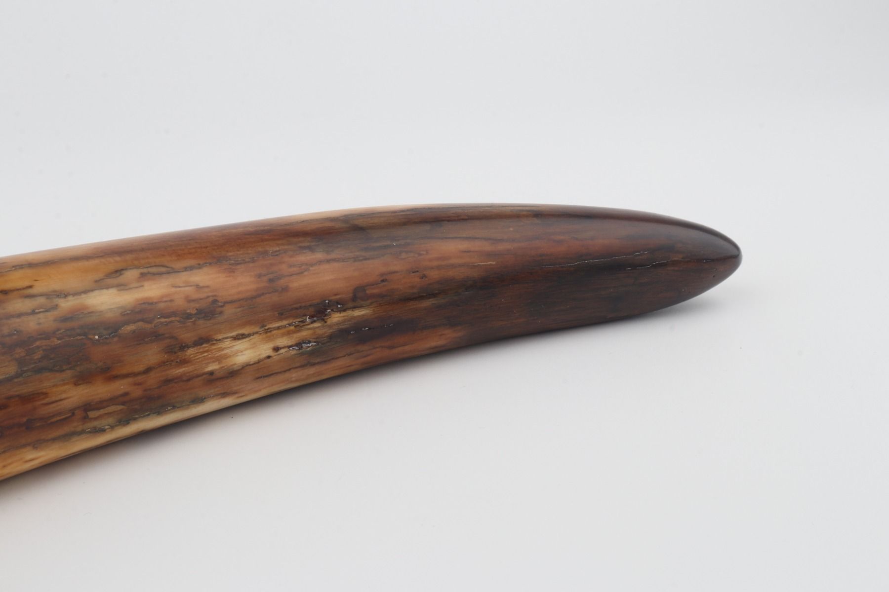 Restored mammoth tusk tip