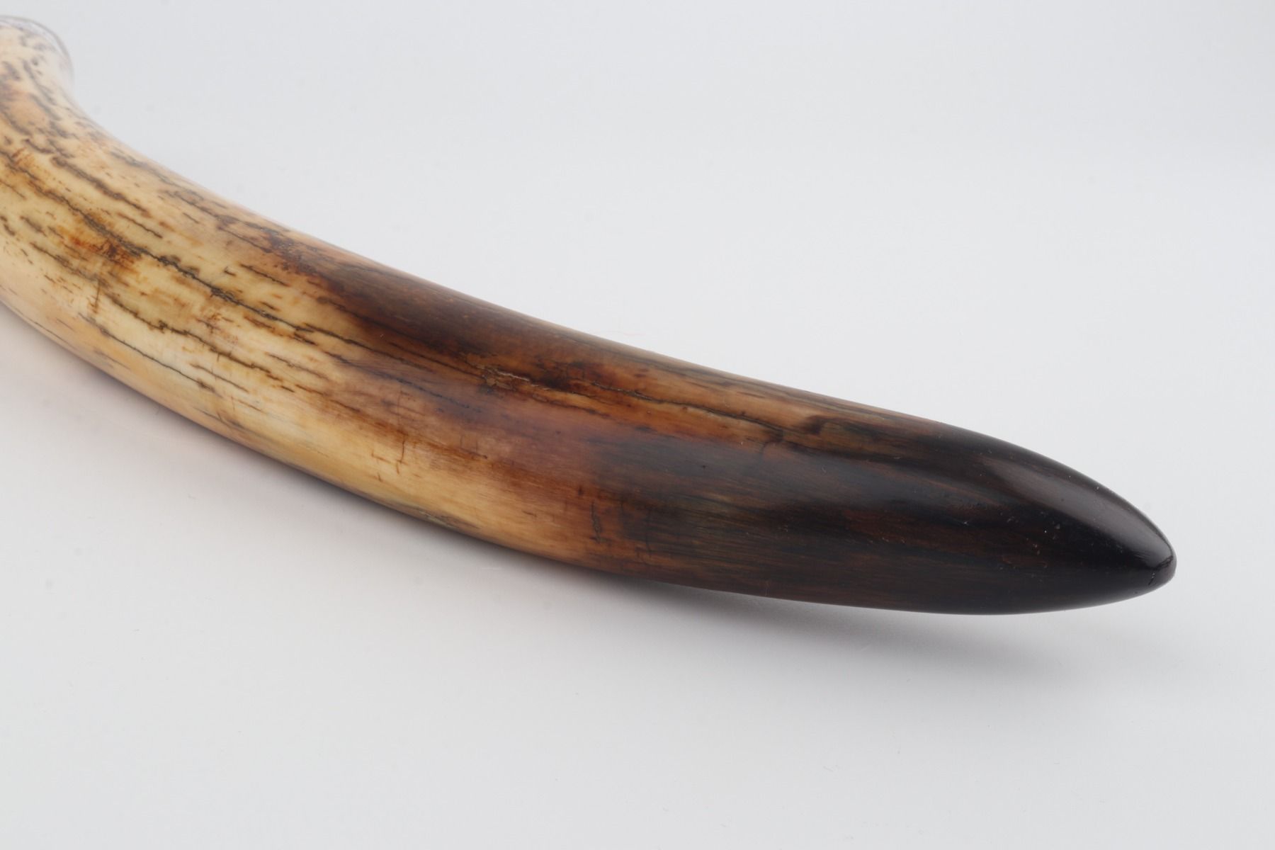 Restored mammoth tusk tip