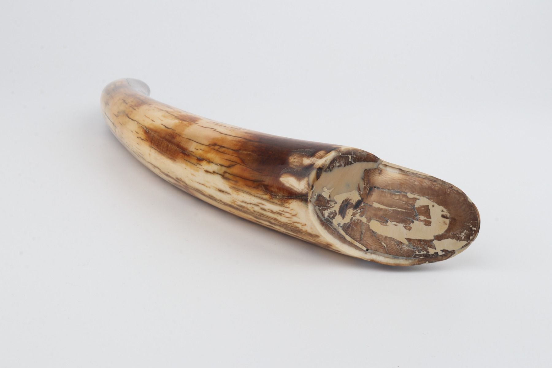 Restored mammoth tusk tip