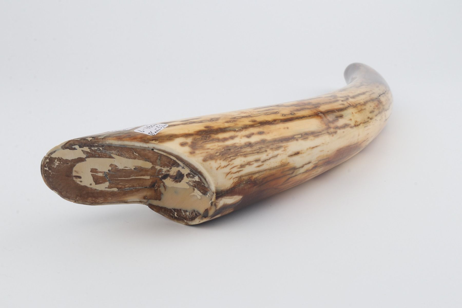 Restored mammoth tusk tip