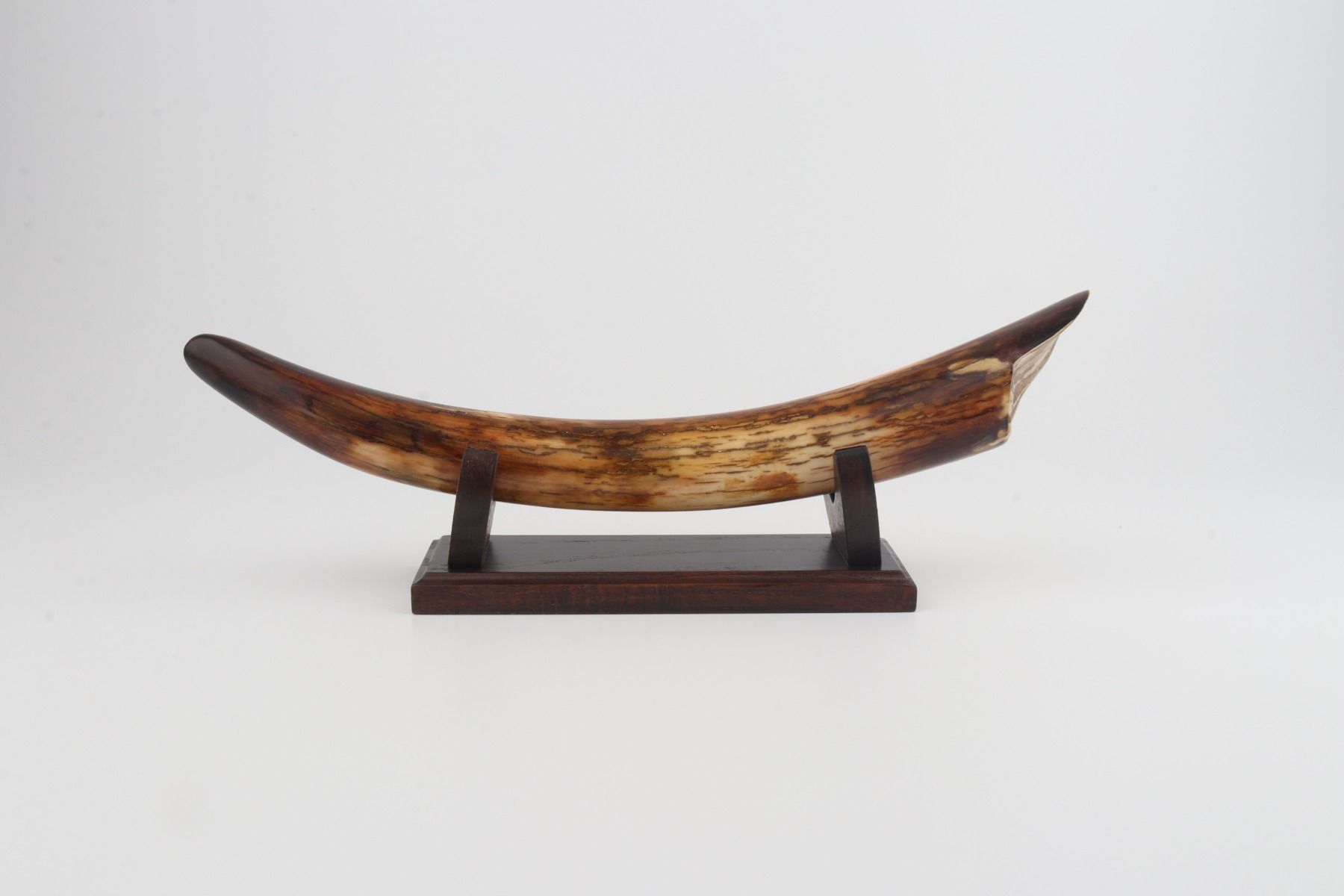 Restored mammoth tusk tip