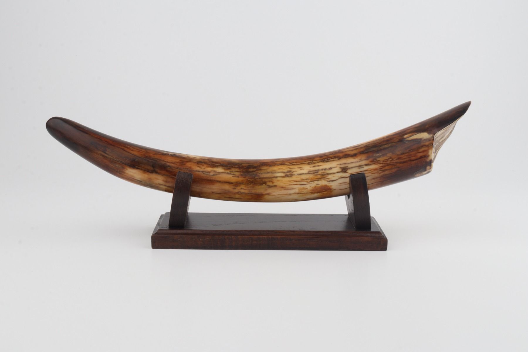 Restored mammoth tusk tip