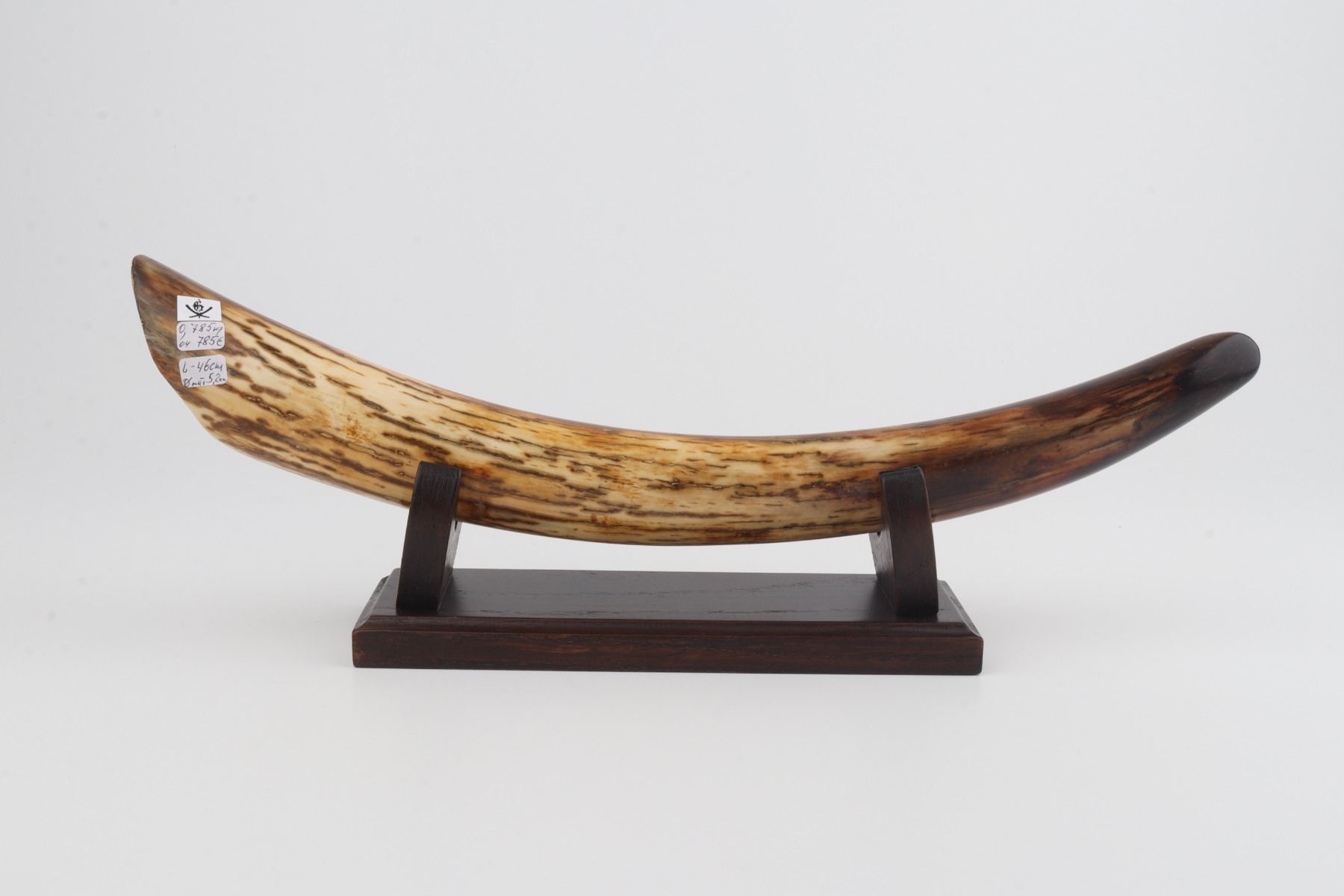 Restored mammoth tusk tip