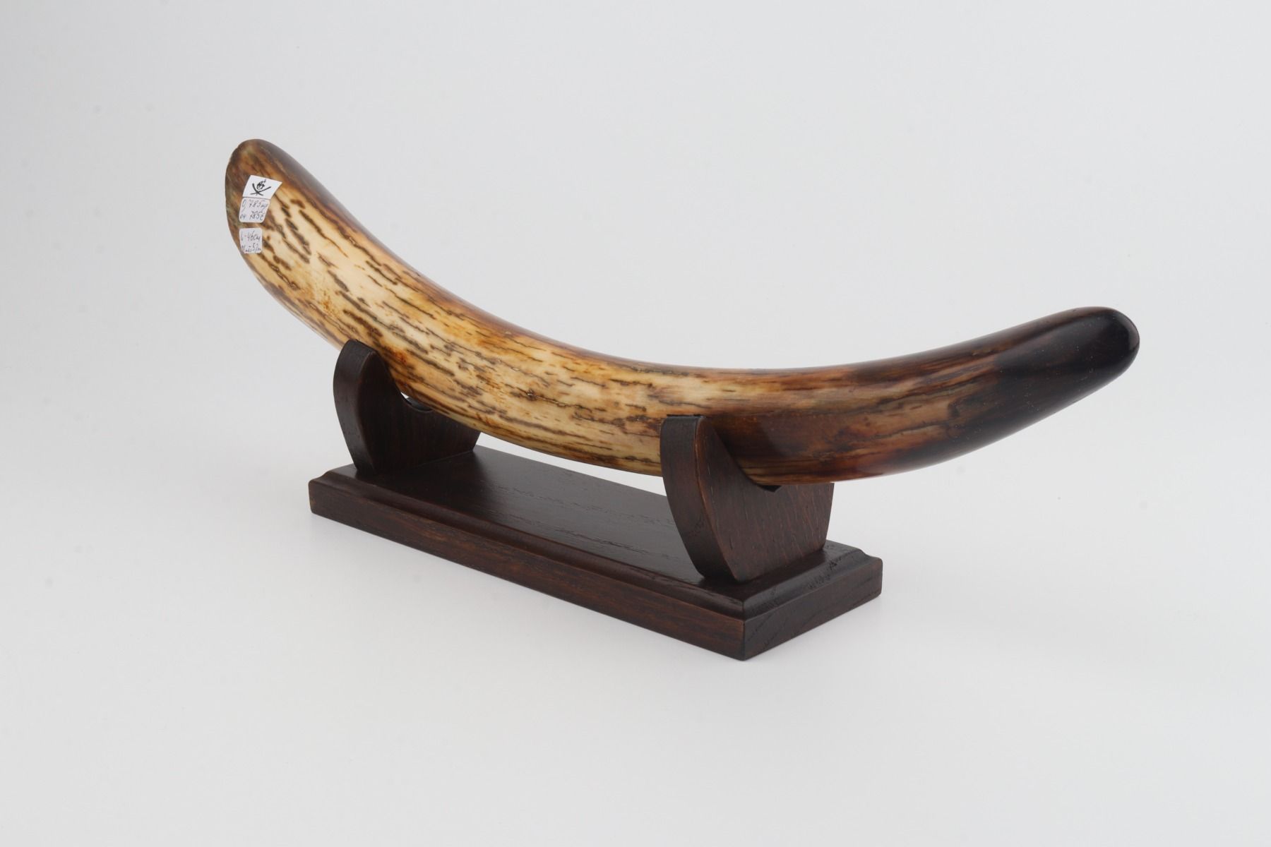 Restored mammoth tusk tip