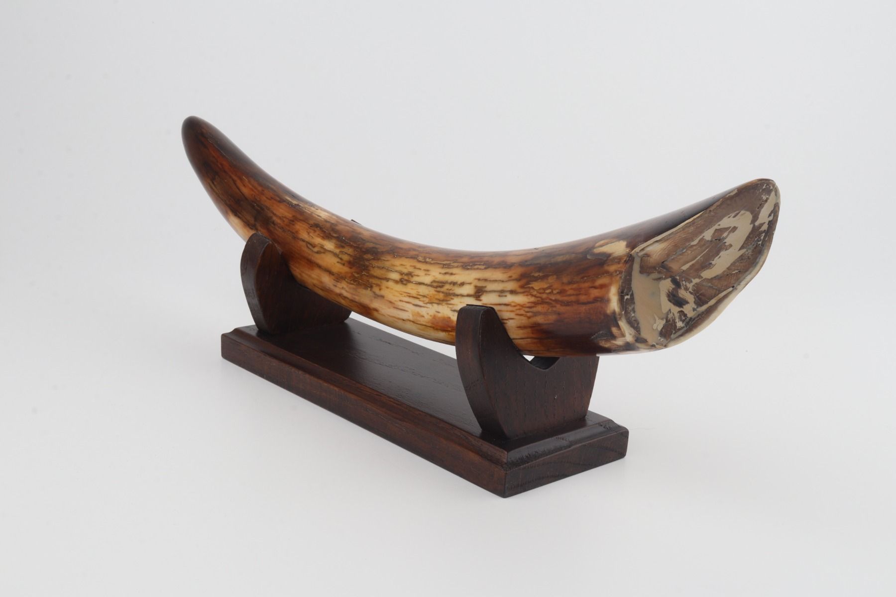 Restored mammoth tusk tip