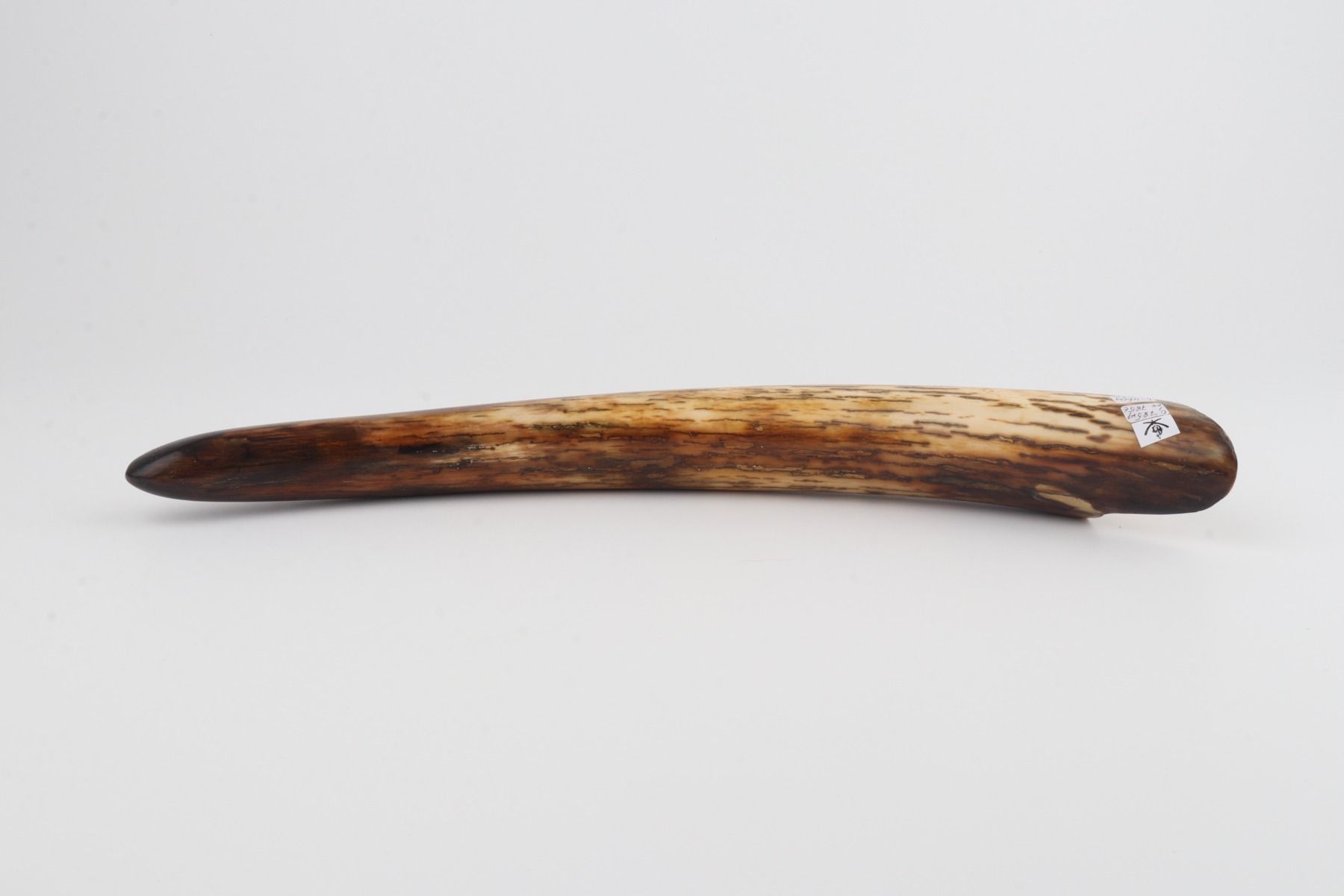 Restored mammoth tusk tip
