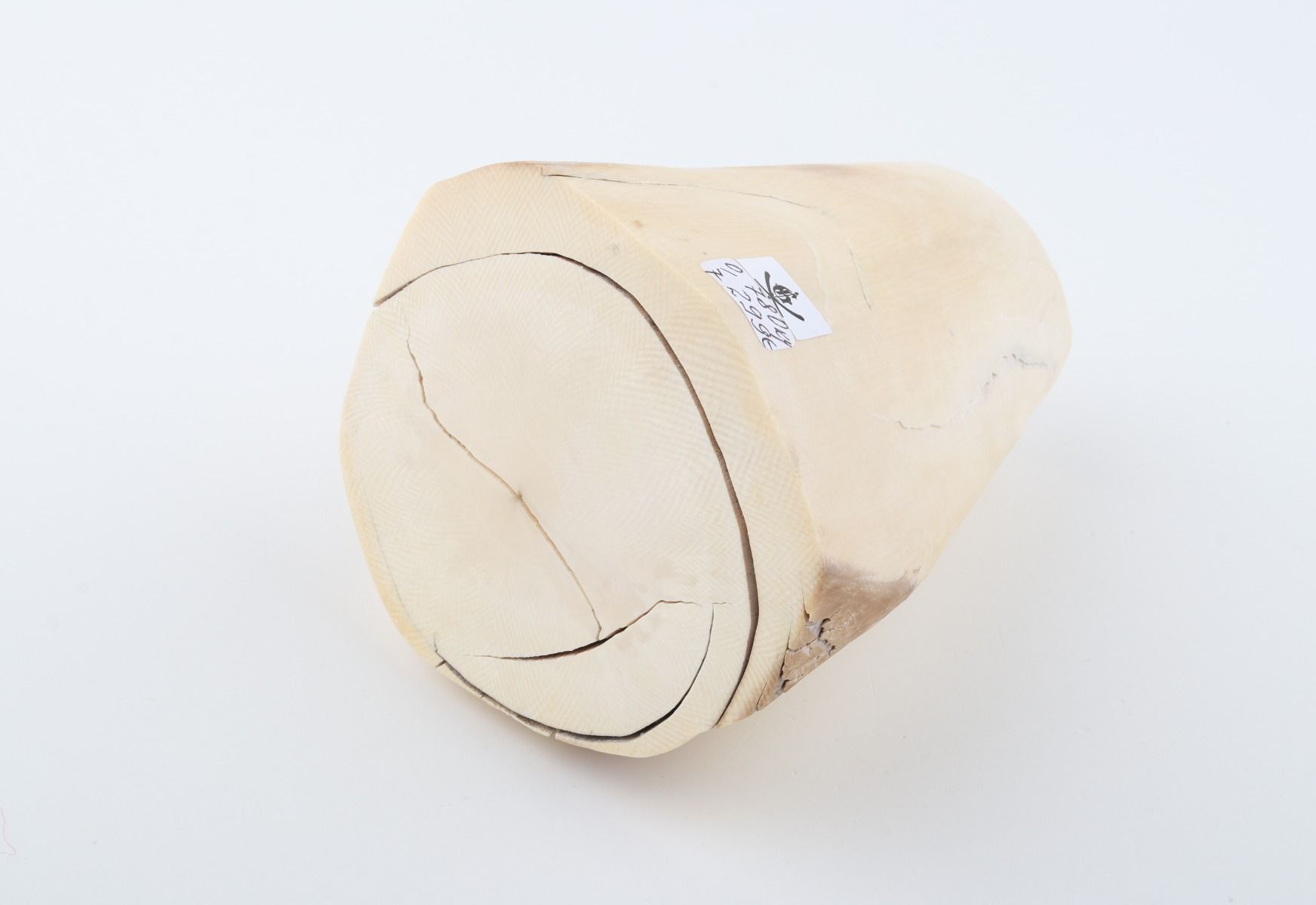 Natural mammoth ivory piece