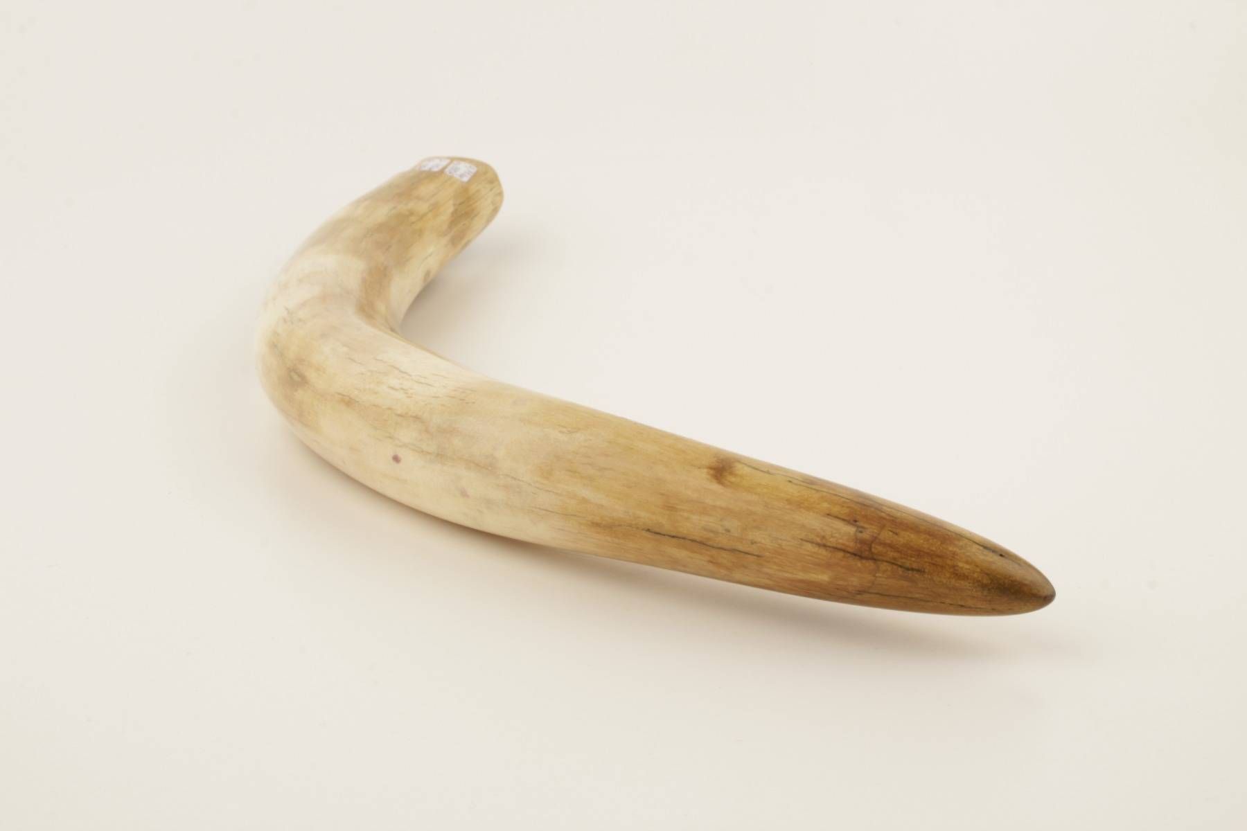 Restored mammoth tusk