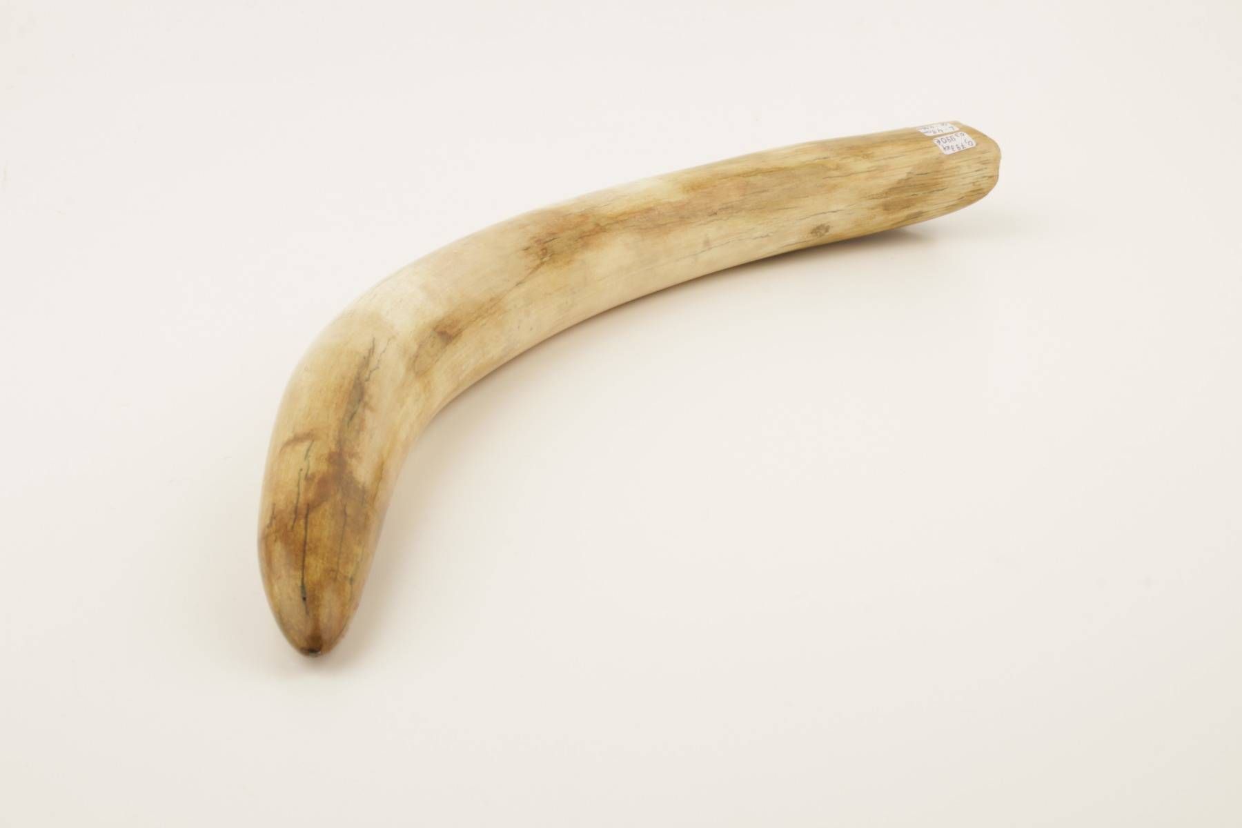 Restored mammoth tusk