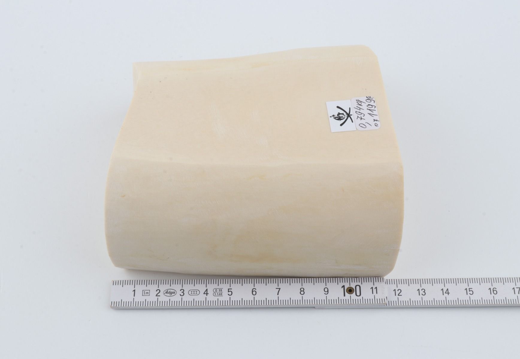 White mammoth ivory segment