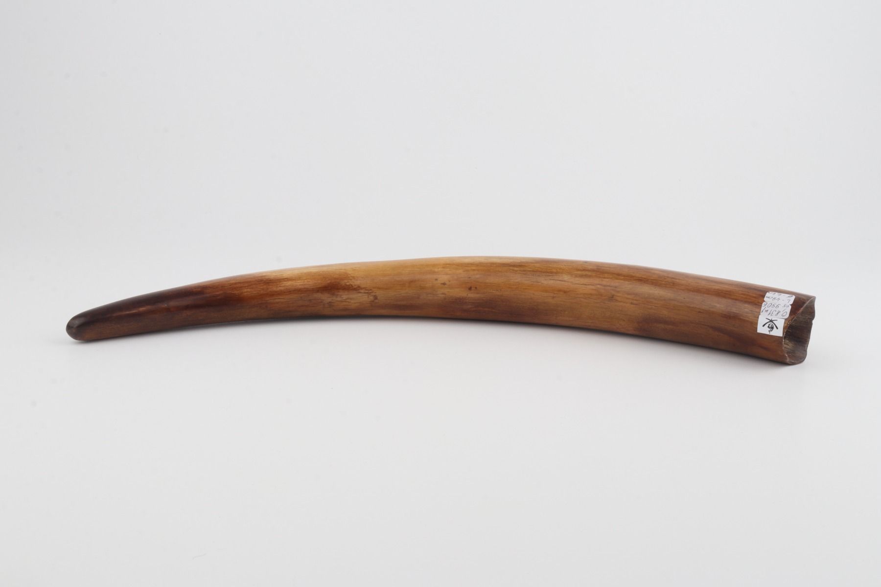 Restored woolly mammoth tusk