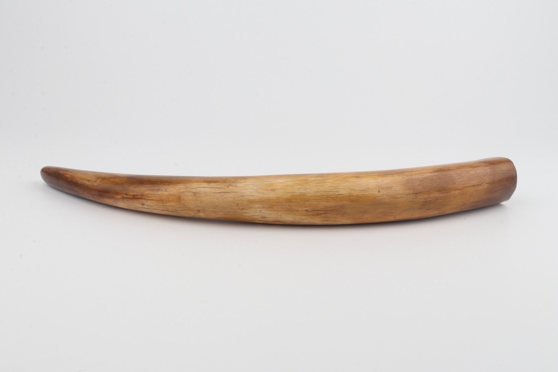 Restored woolly mammoth tusk