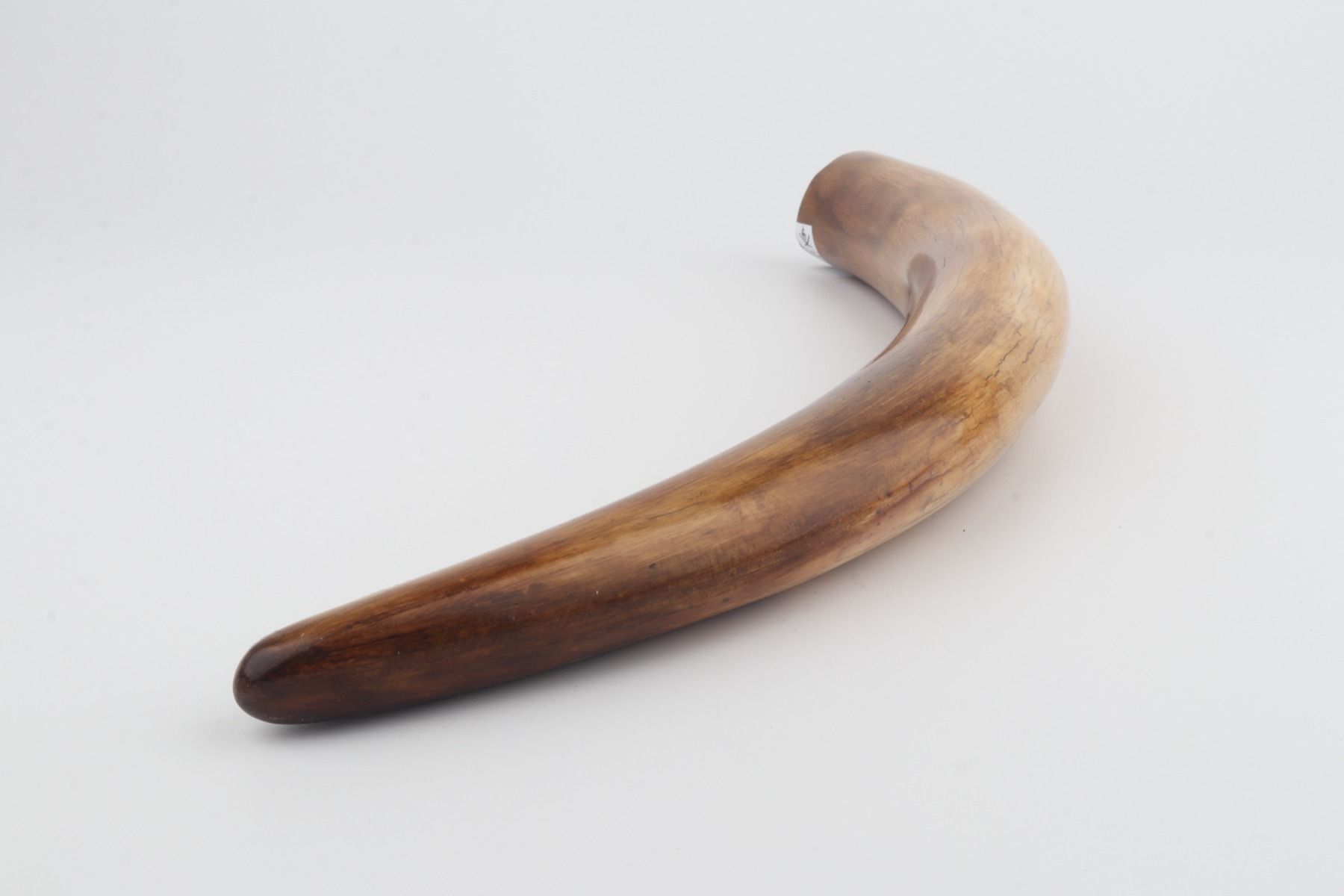 Restored woolly mammoth tusk
