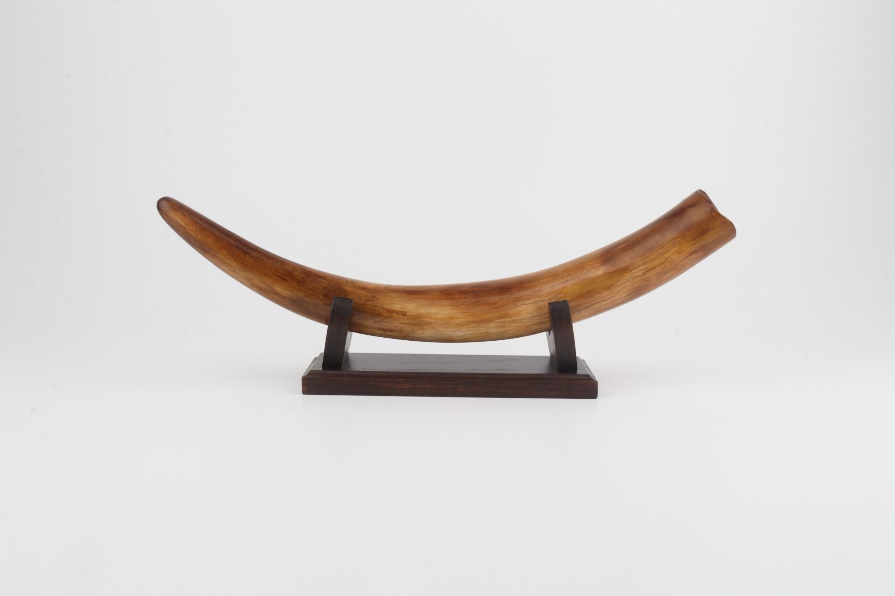 Restored woolly mammoth tusk