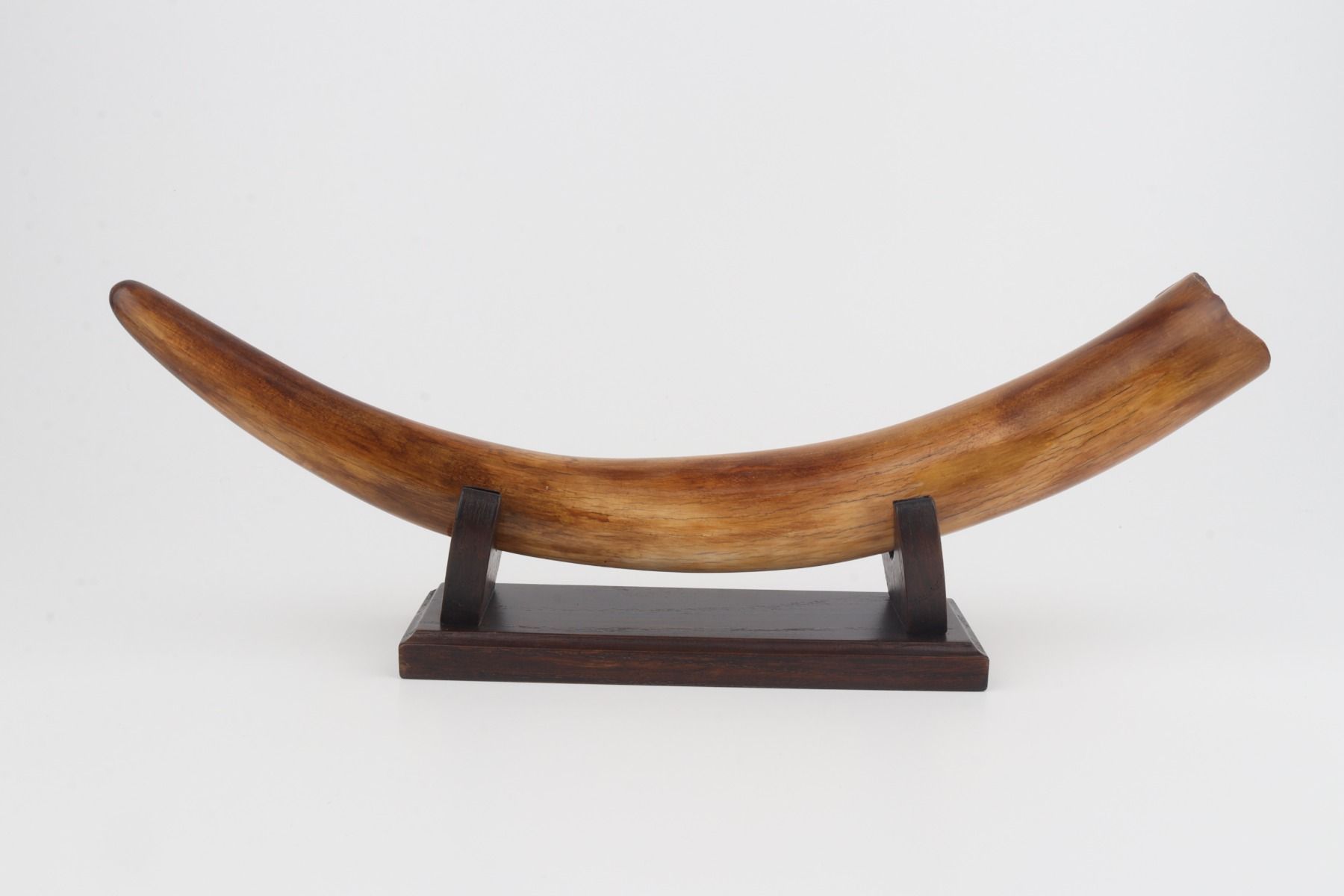 Restored woolly mammoth tusk