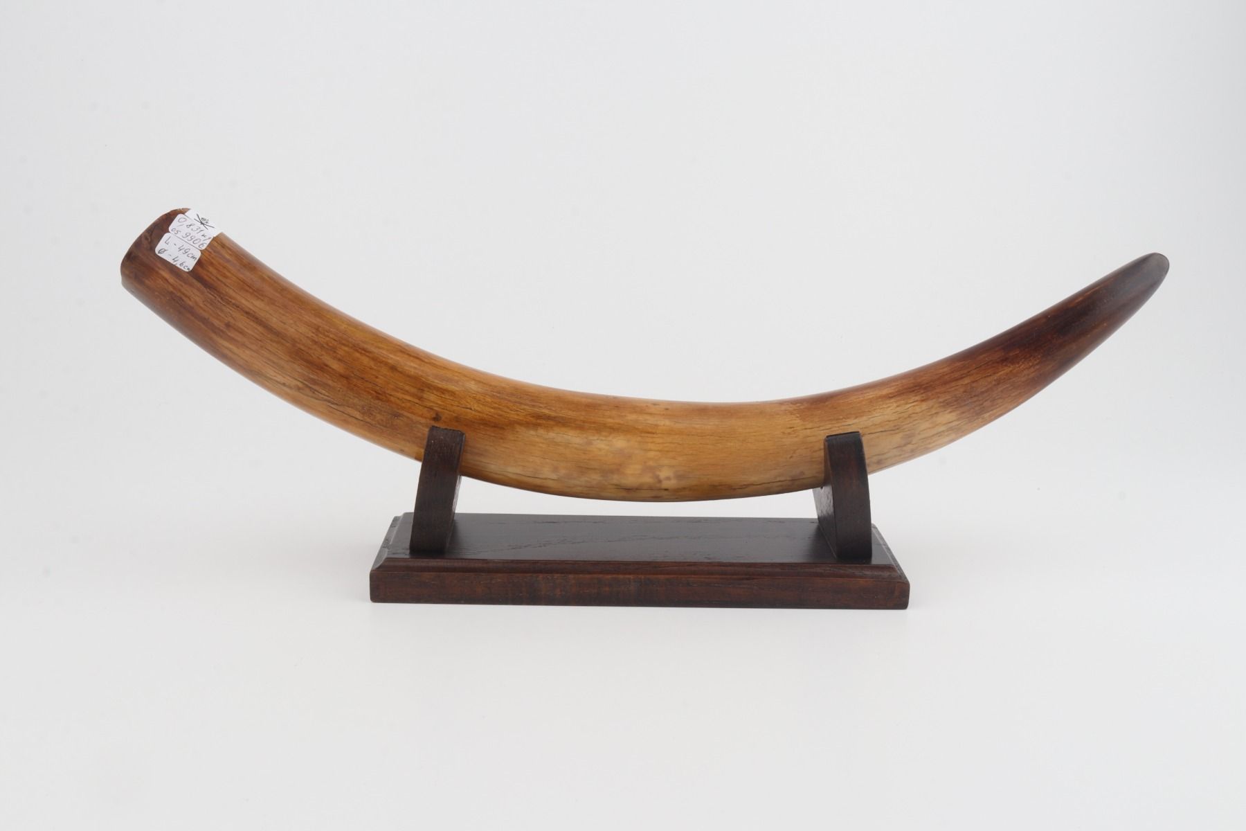 Restored woolly mammoth tusk
