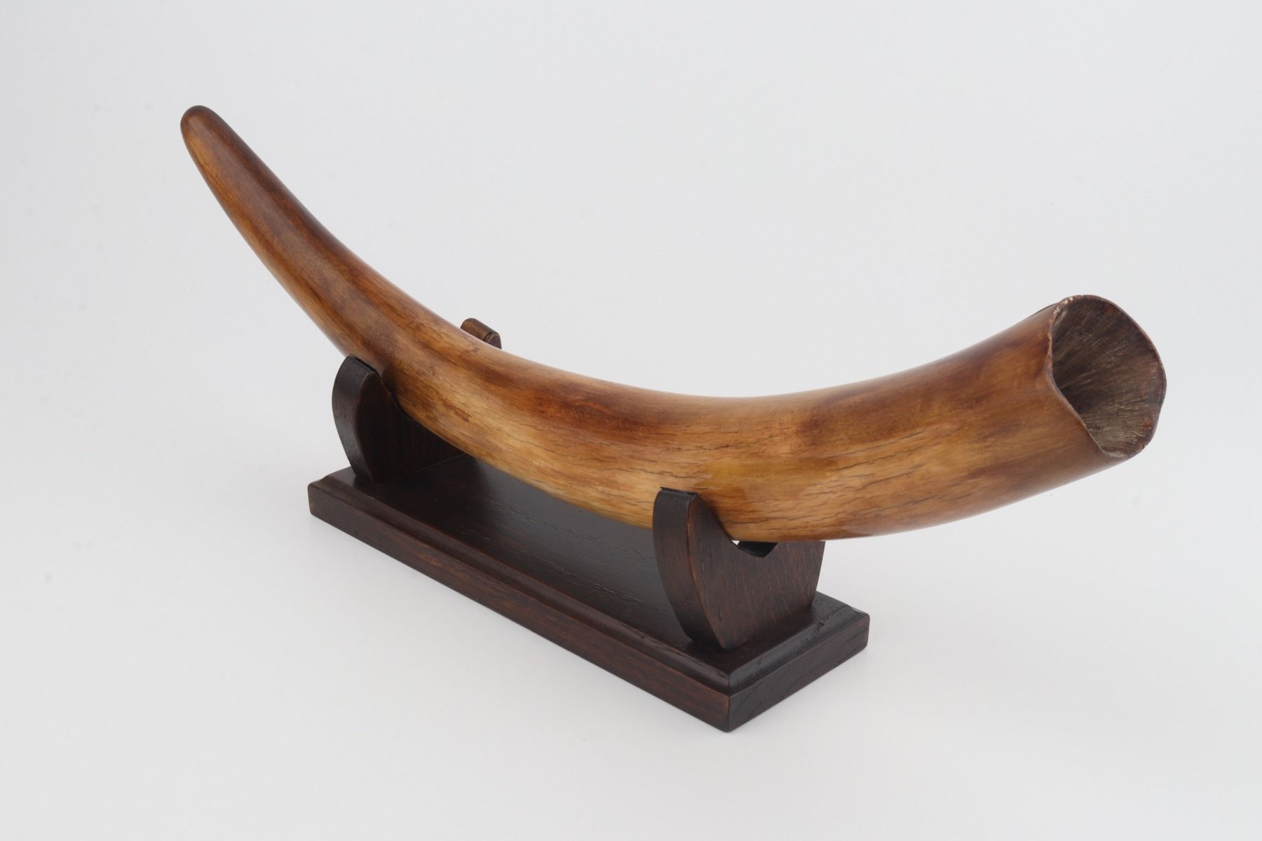Restored woolly mammoth tusk