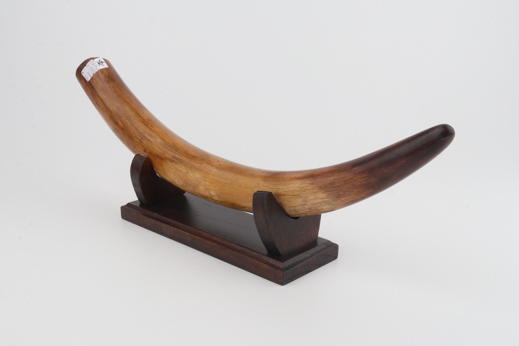Restored woolly mammoth tusk