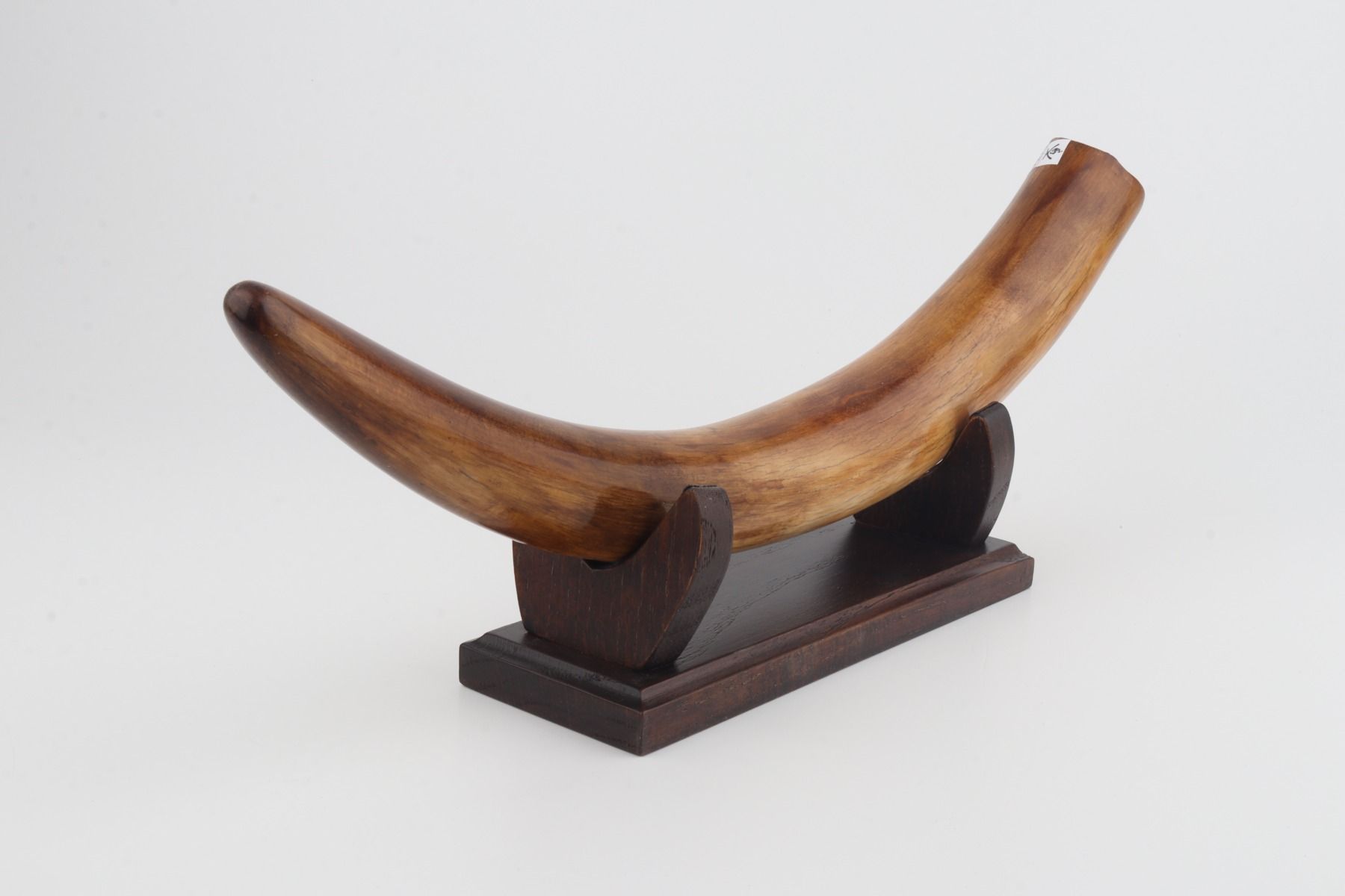 Restored woolly mammoth tusk