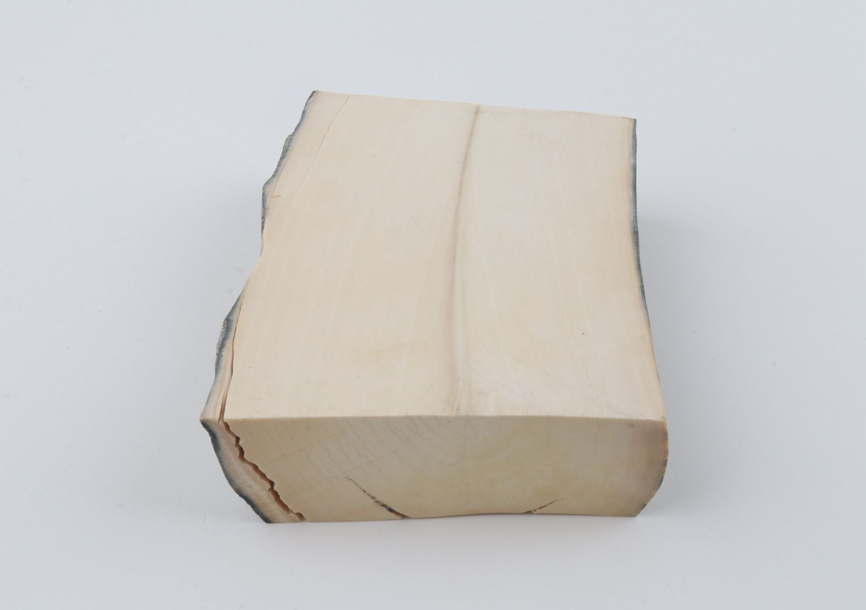 White mammoth ivory segment