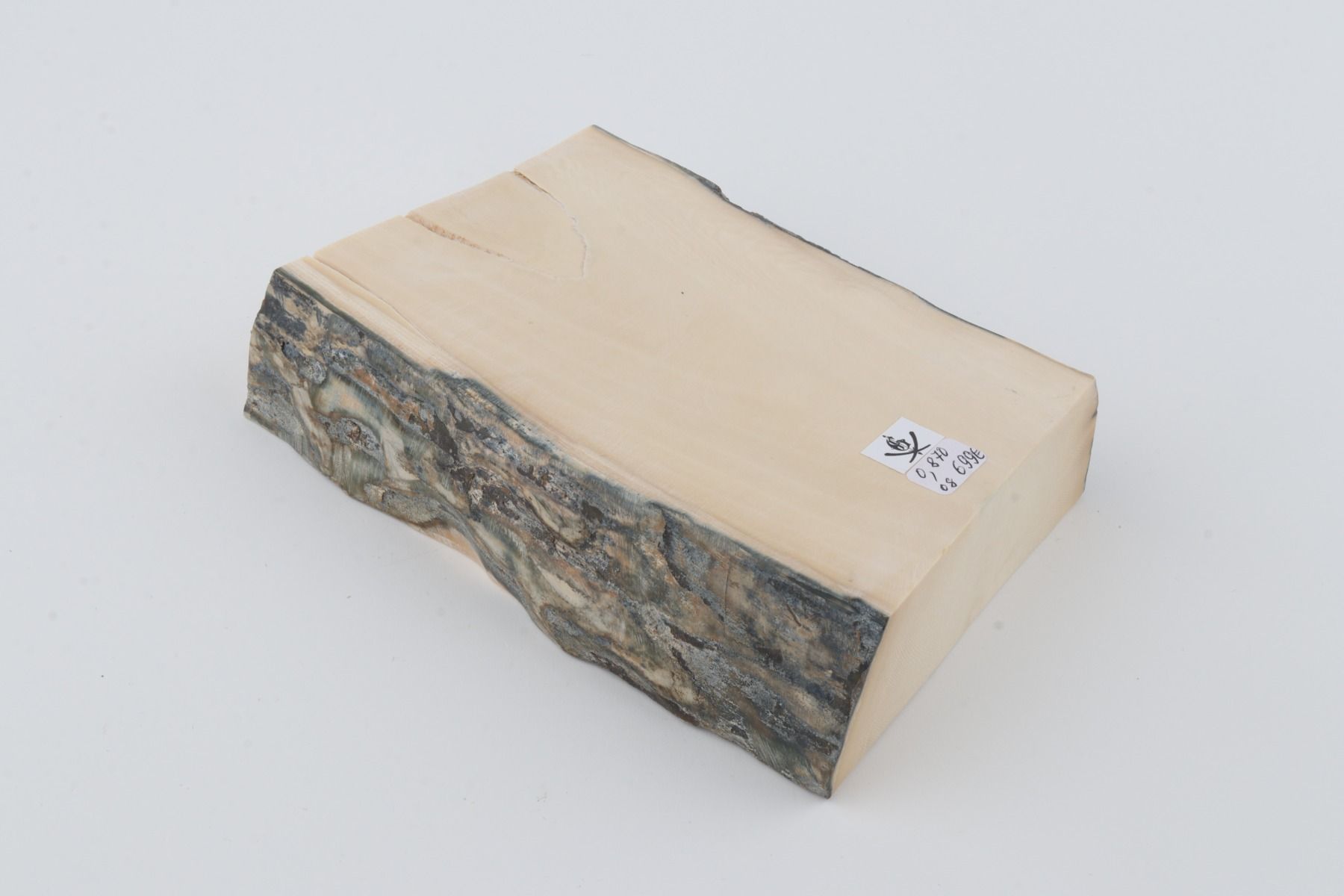 White mammoth ivory segment
