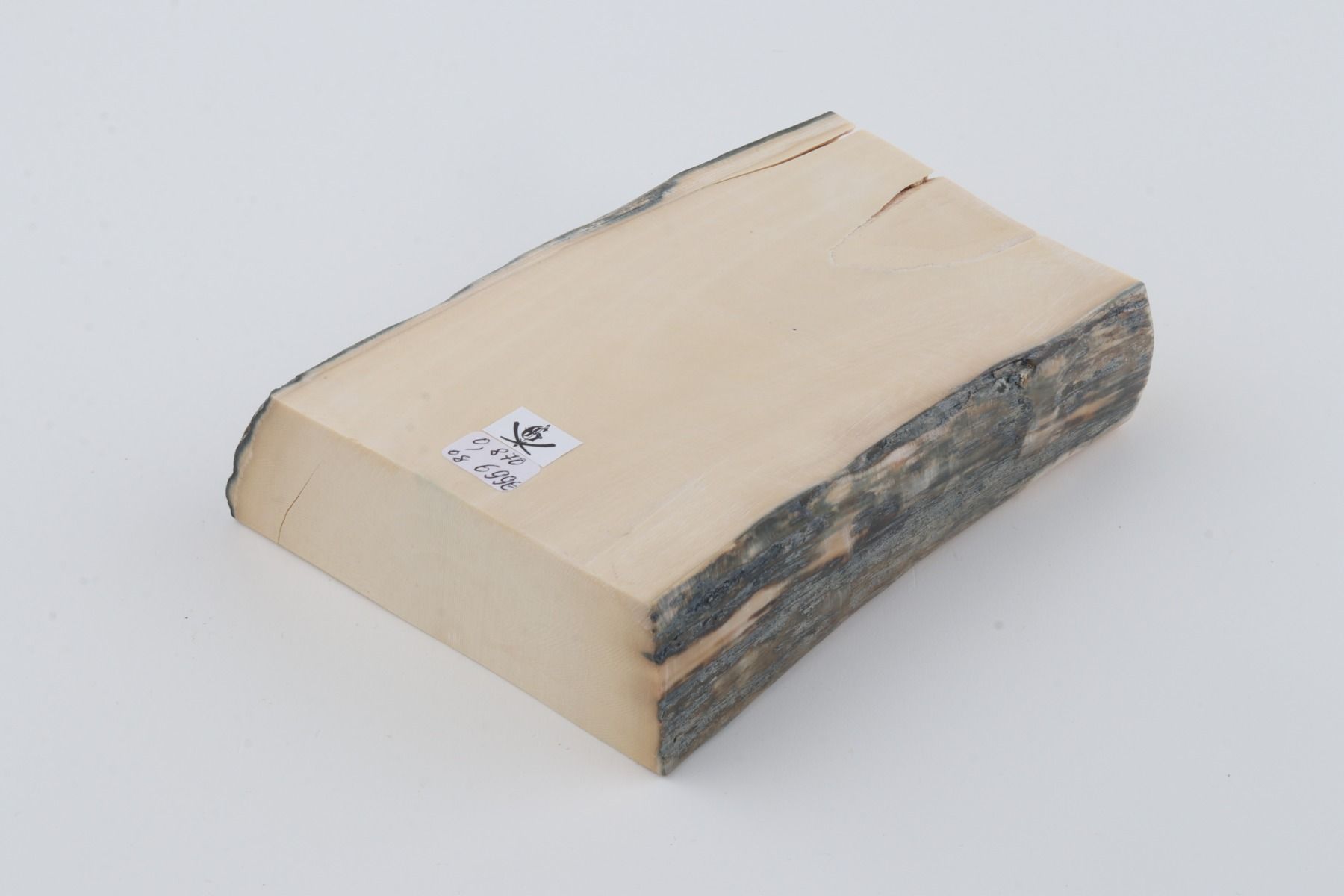 White mammoth ivory segment