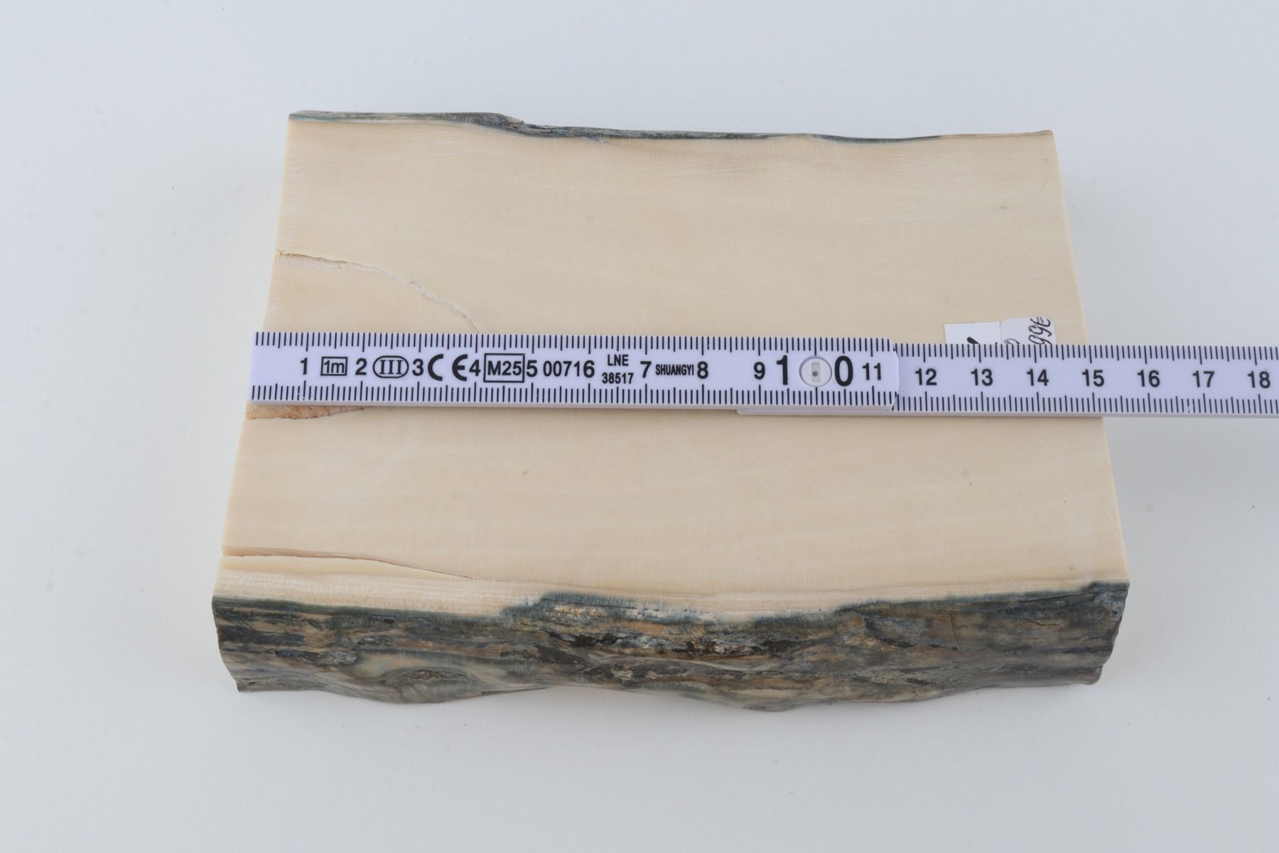 White mammoth ivory segment