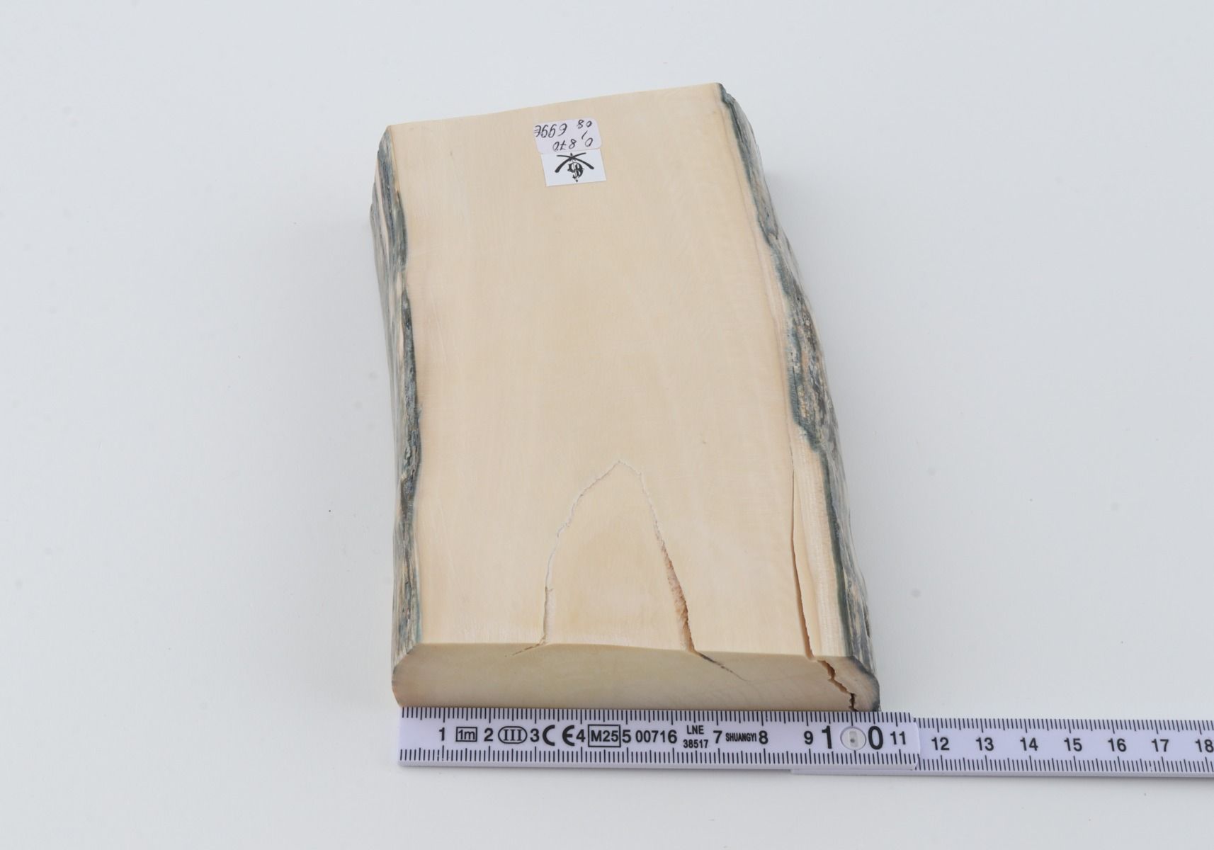 White mammoth ivory segment