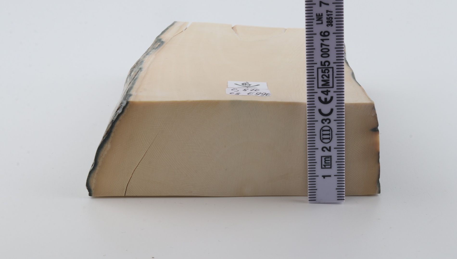 White mammoth ivory segment