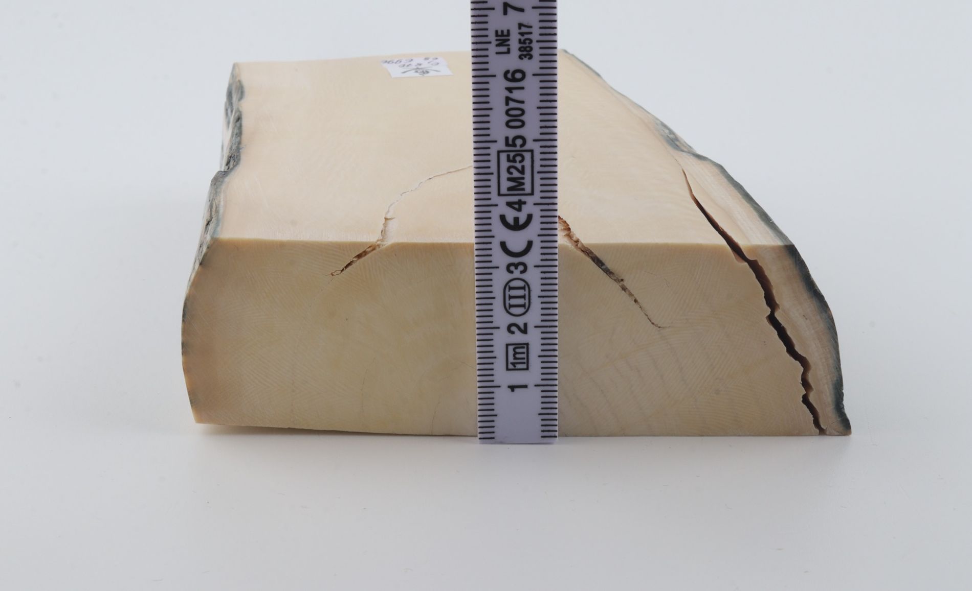 White mammoth ivory segment