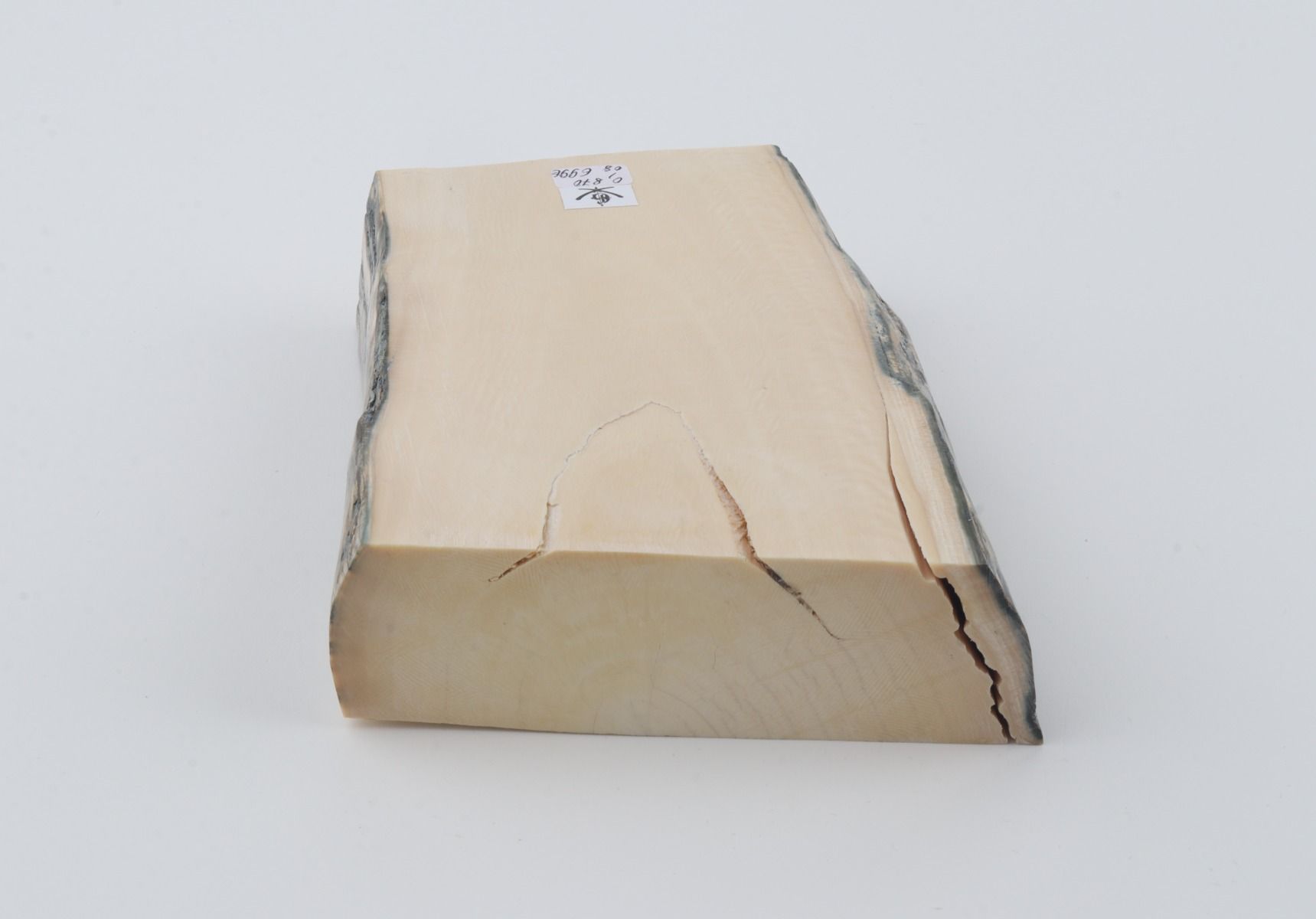 White mammoth ivory segment