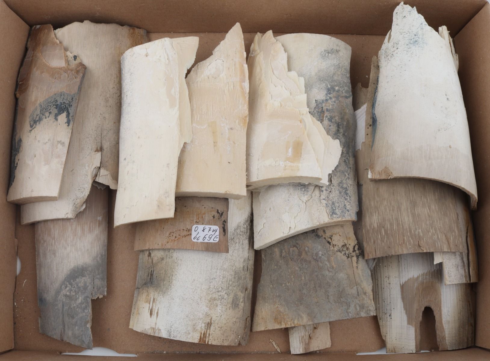 Untreated mammoth ivory pieces