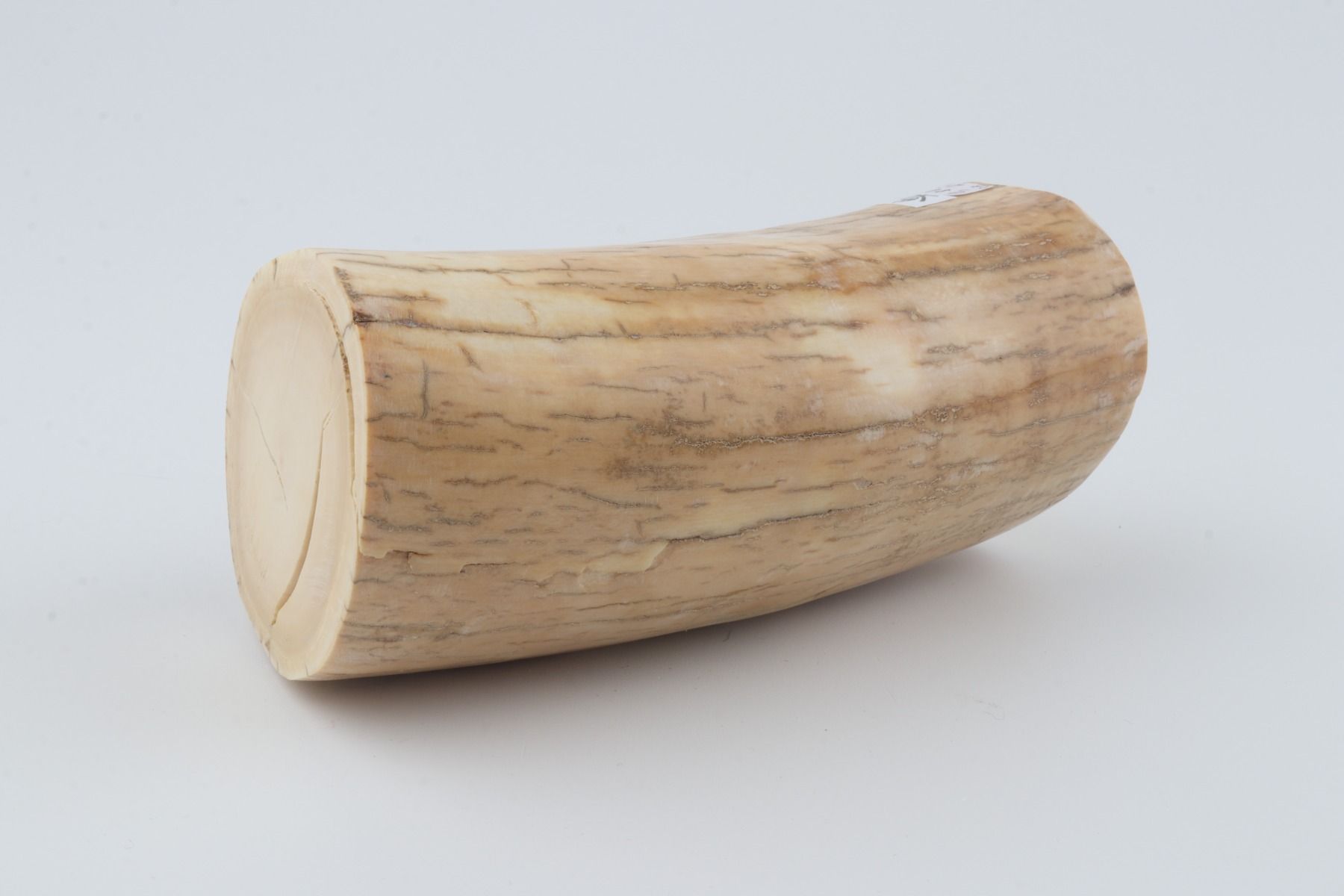 Round mammoth ivory piece