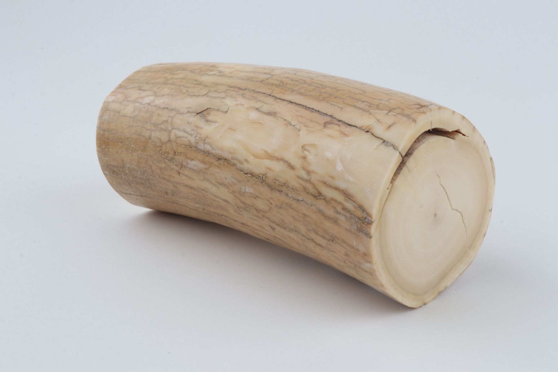 Round mammoth ivory piece