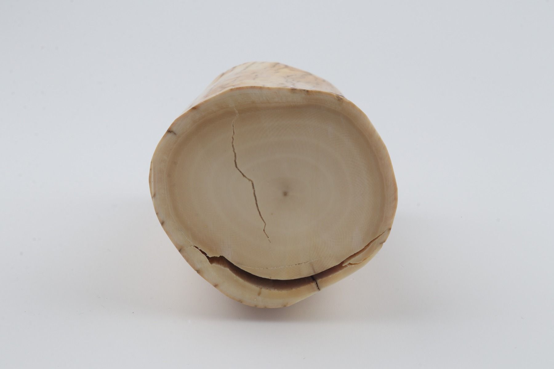 Round mammoth ivory piece