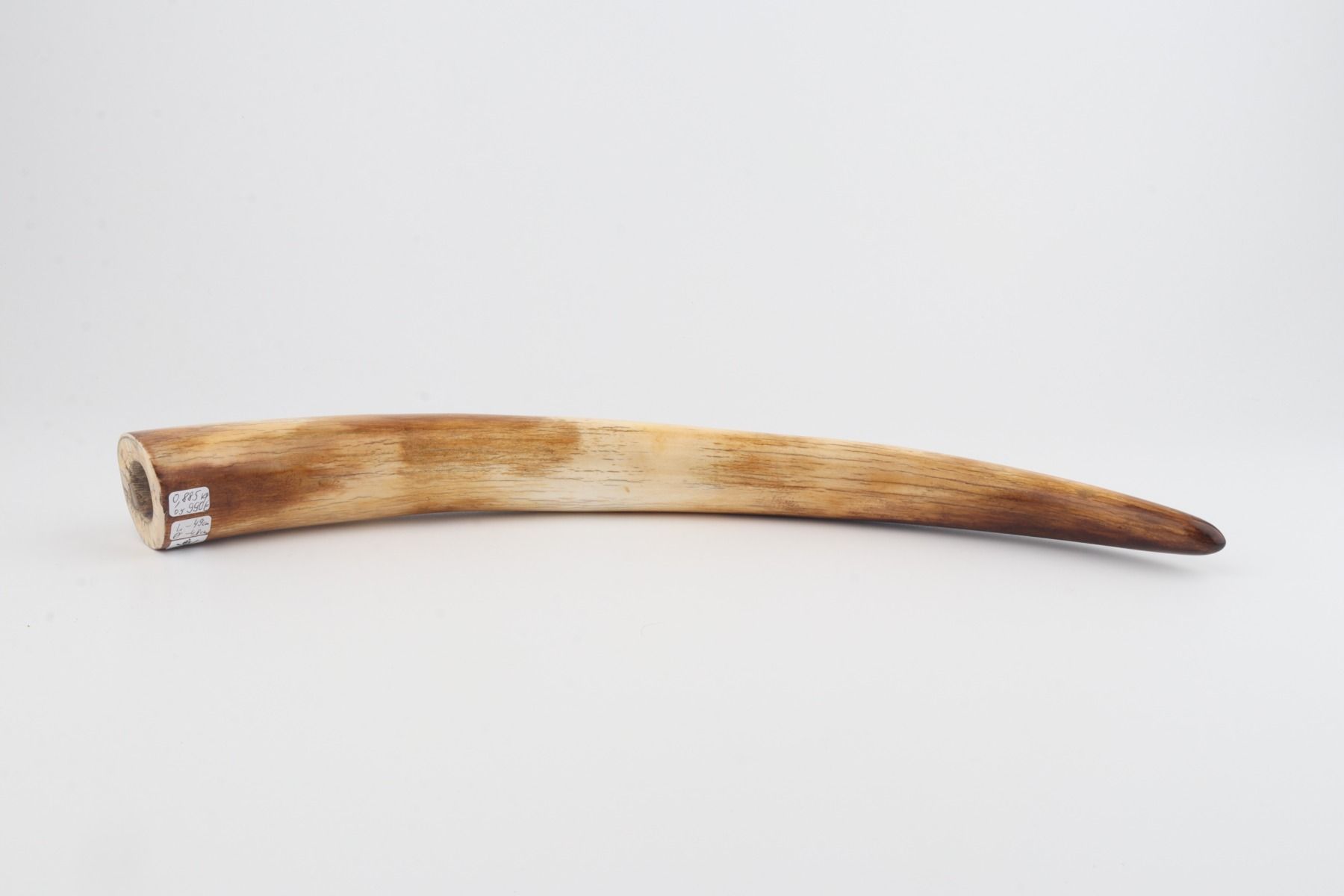 Restored mammoth tusk
