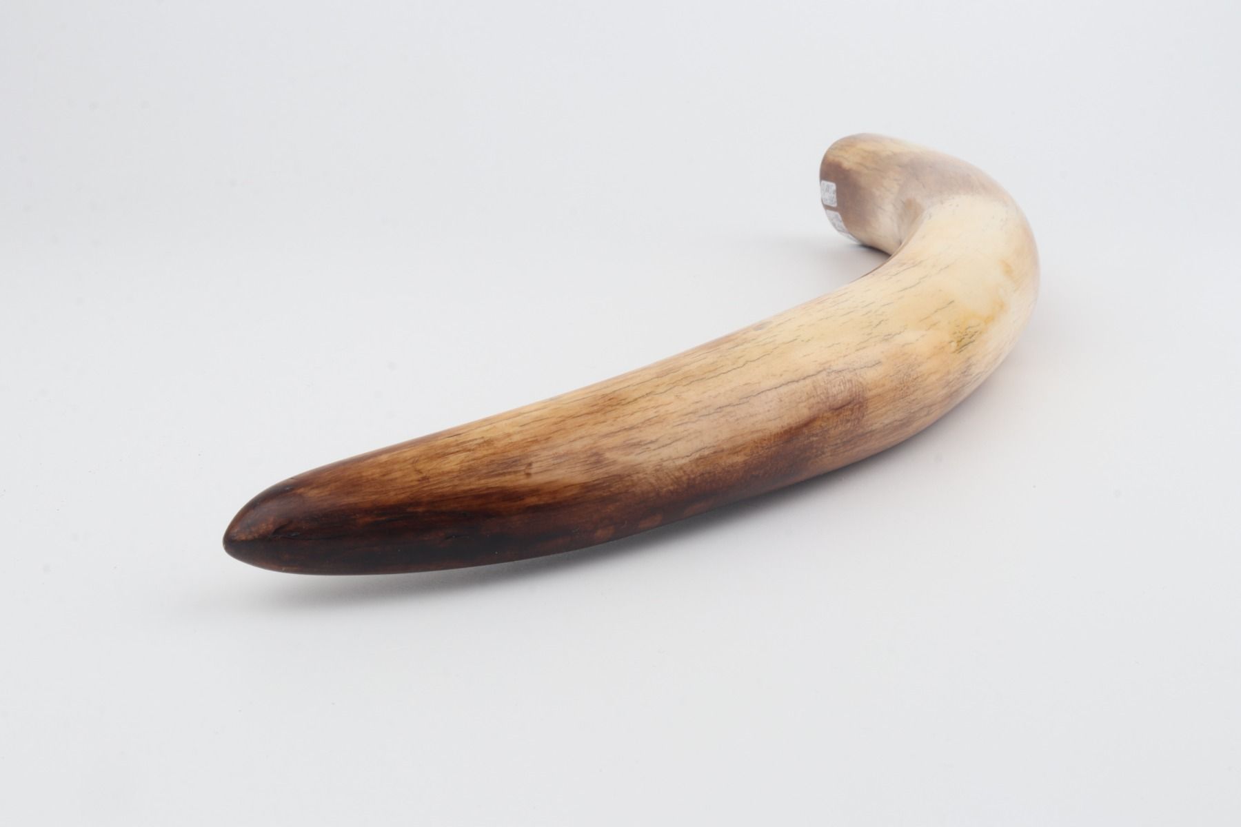 Restored mammoth tusk
