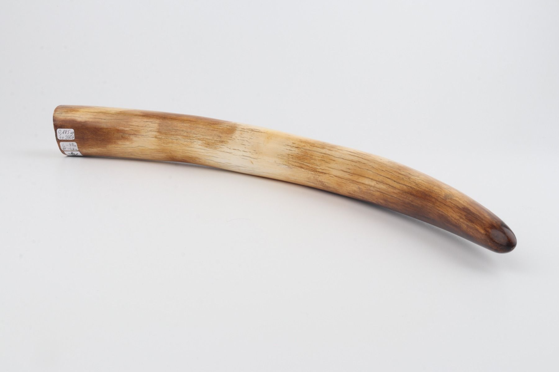 Restored mammoth tusk