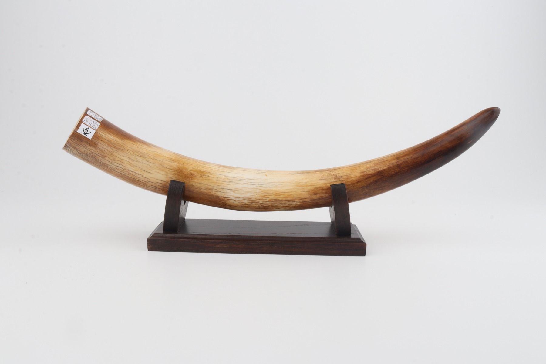 Restored mammoth tusk