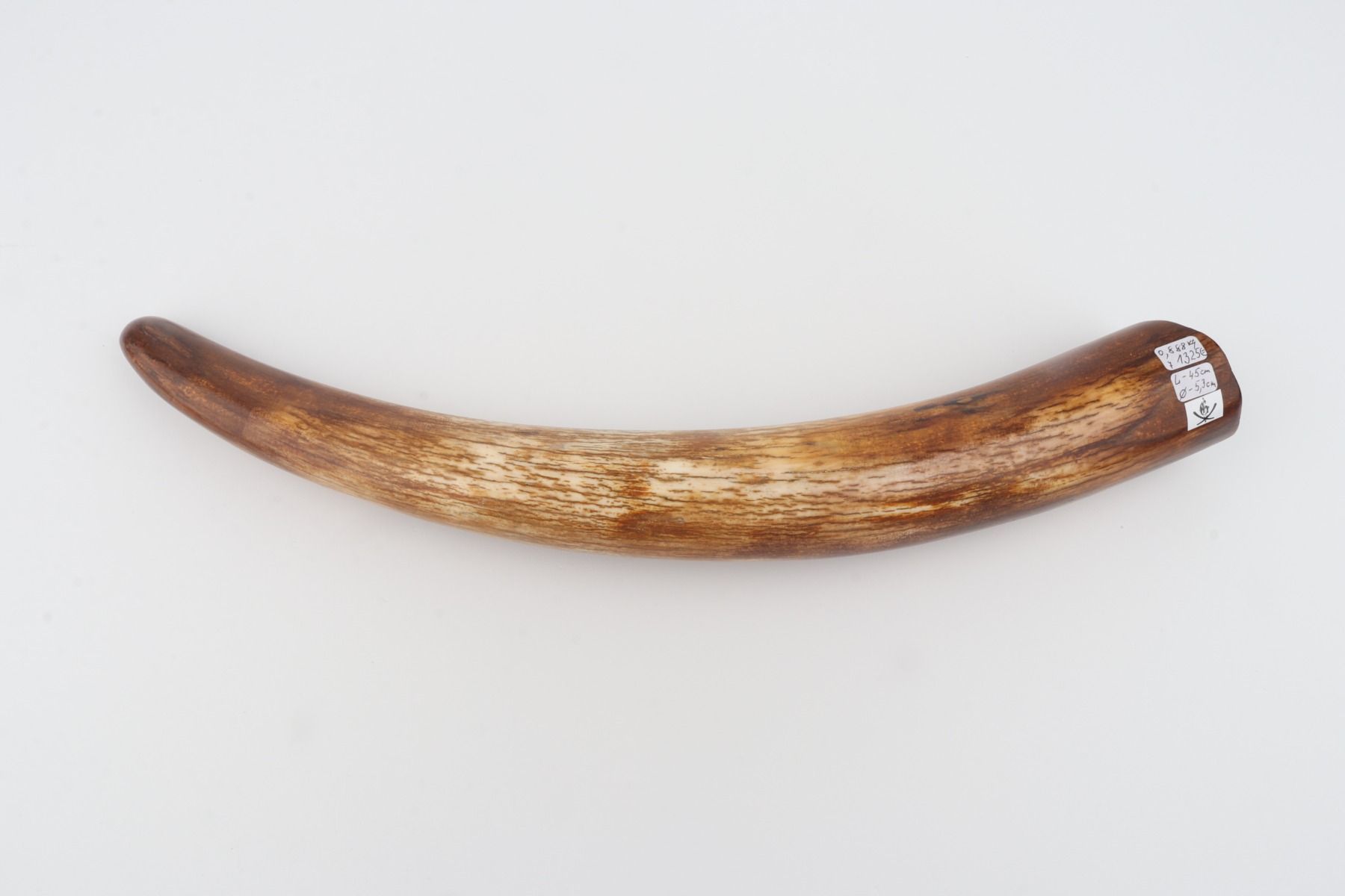 Restored woolly mammoth tusk