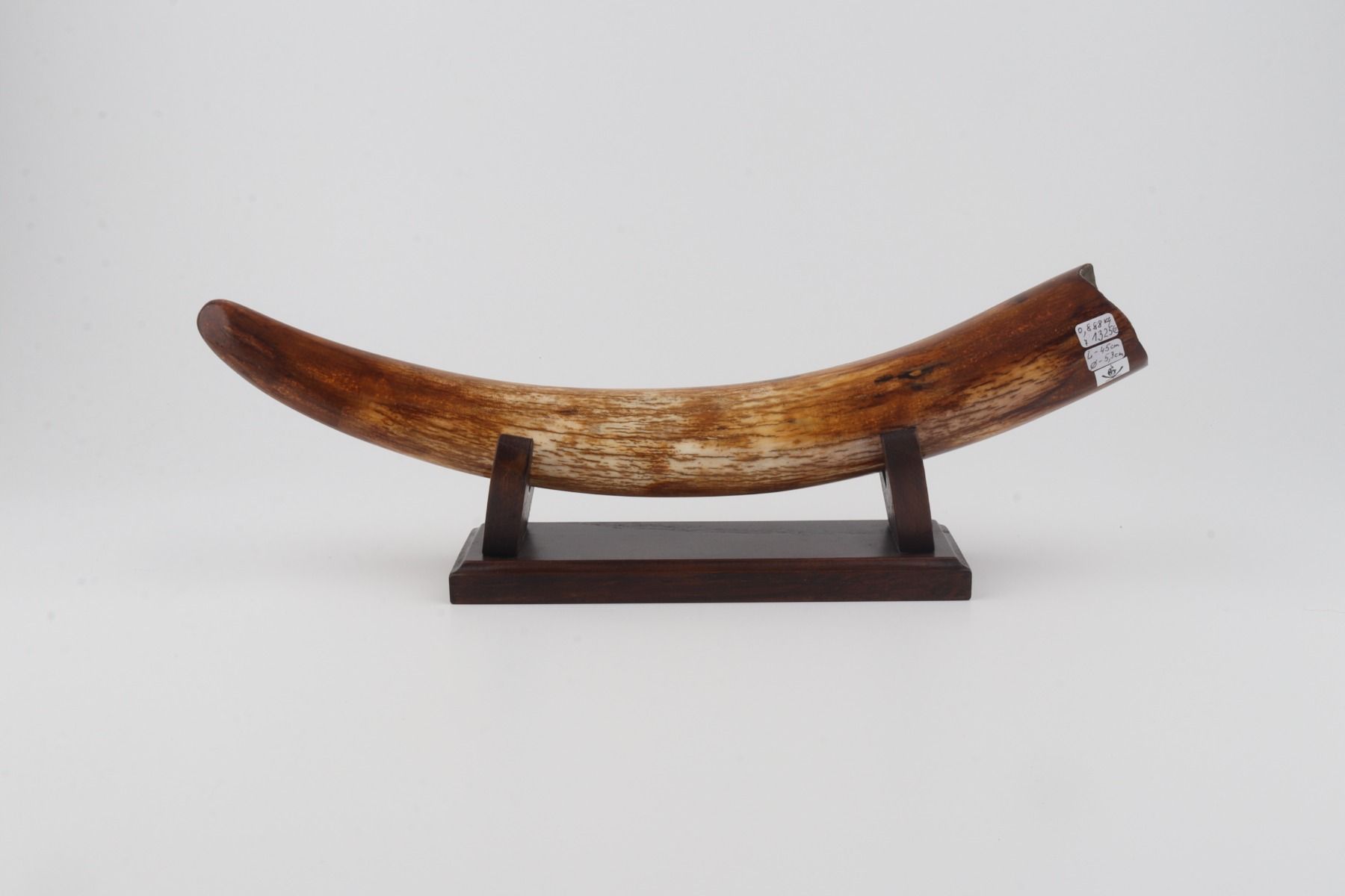 Restored woolly mammoth tusk