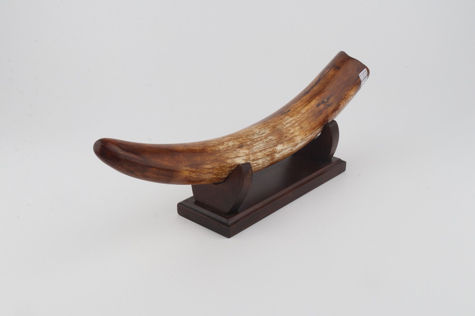 Restored woolly mammoth tusk
