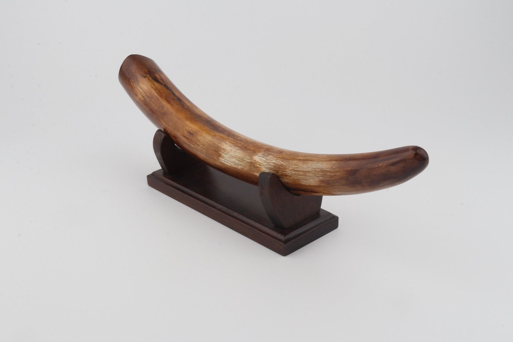 Restored woolly mammoth tusk