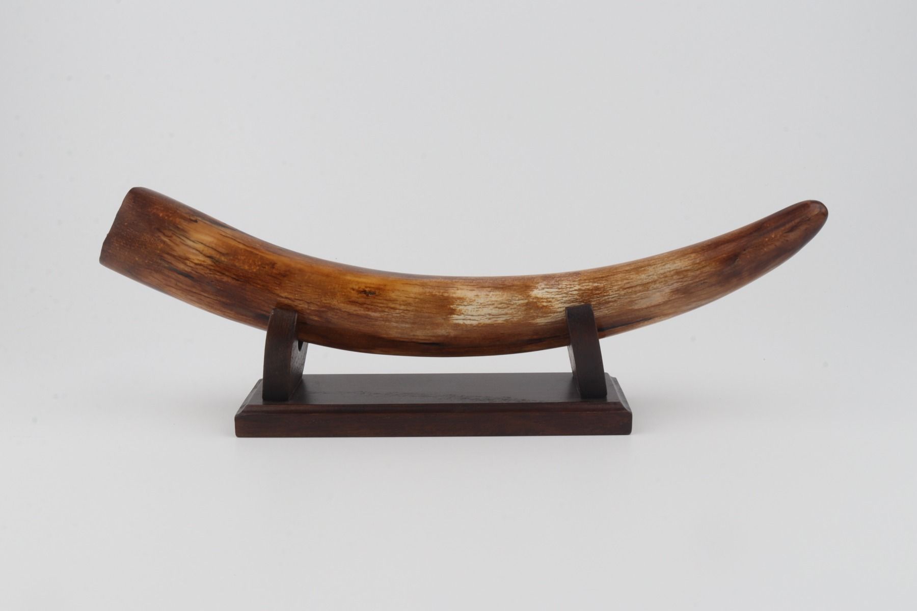 Restored woolly mammoth tusk