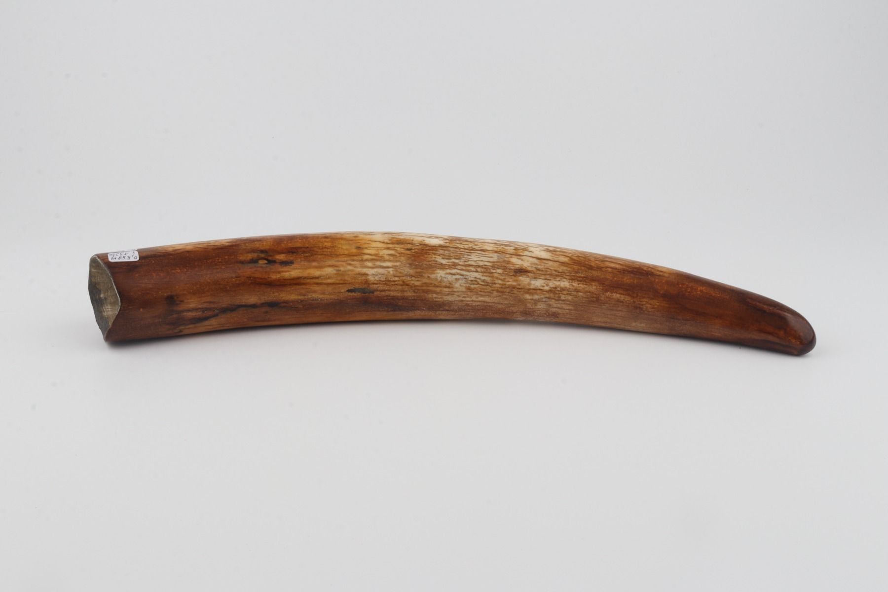Restored woolly mammoth tusk