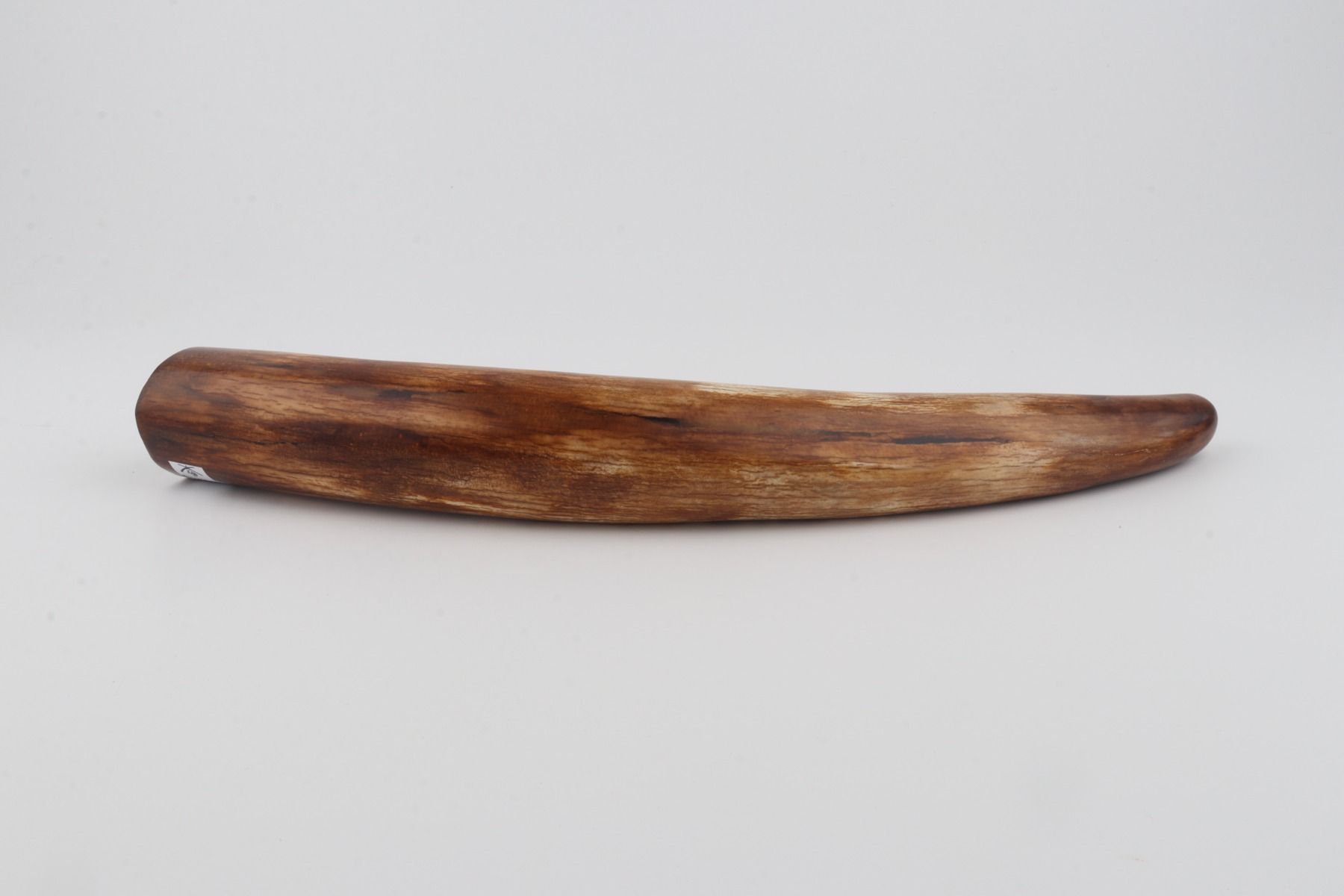 Restored woolly mammoth tusk