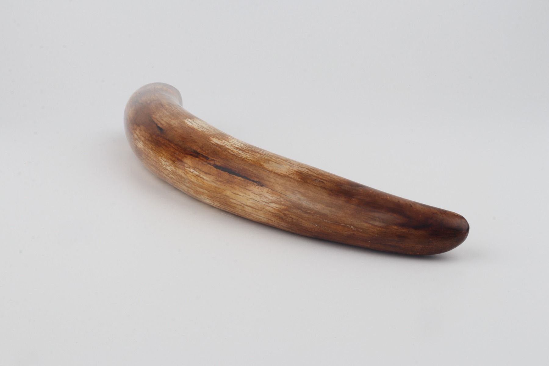 Restored woolly mammoth tusk