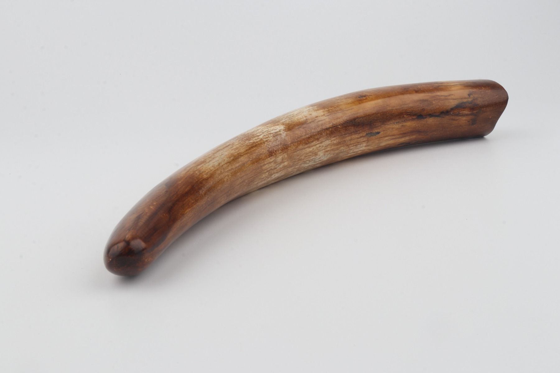 Restored woolly mammoth tusk