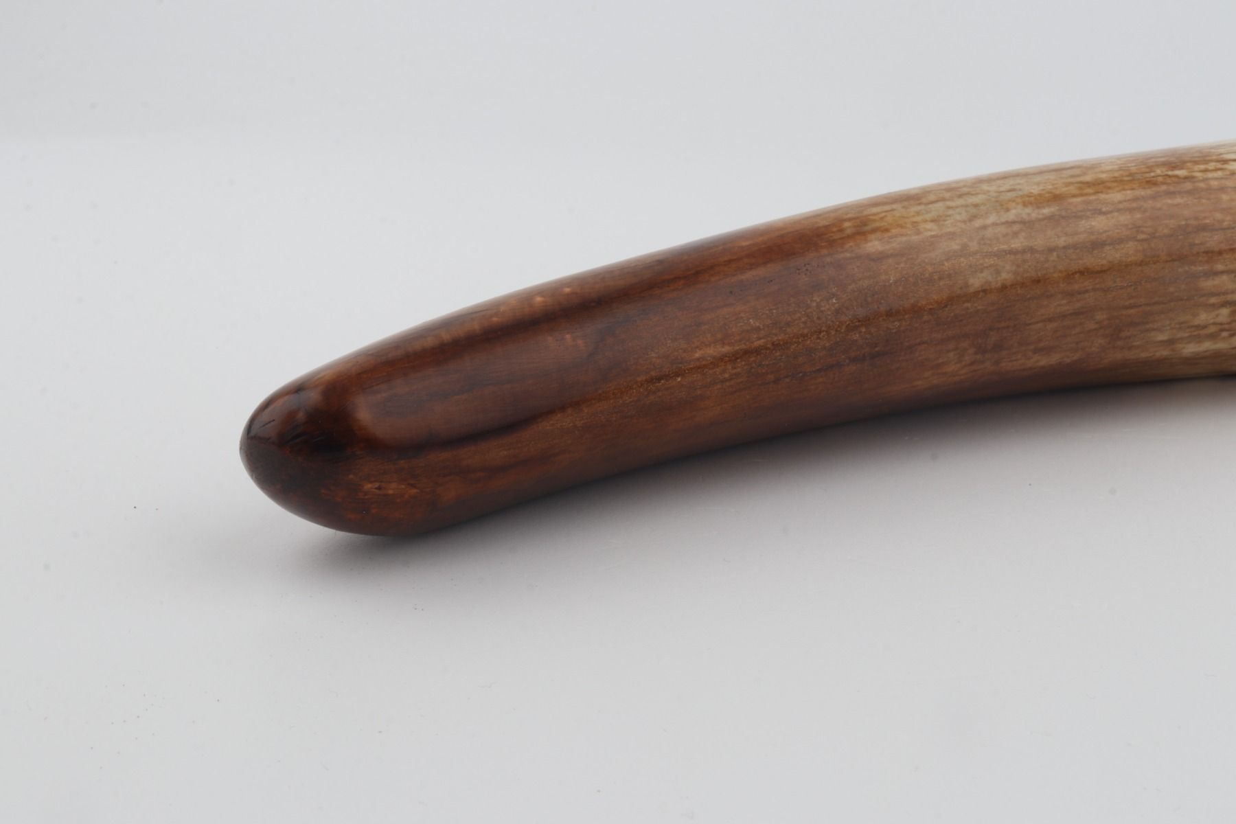 Restored woolly mammoth tusk