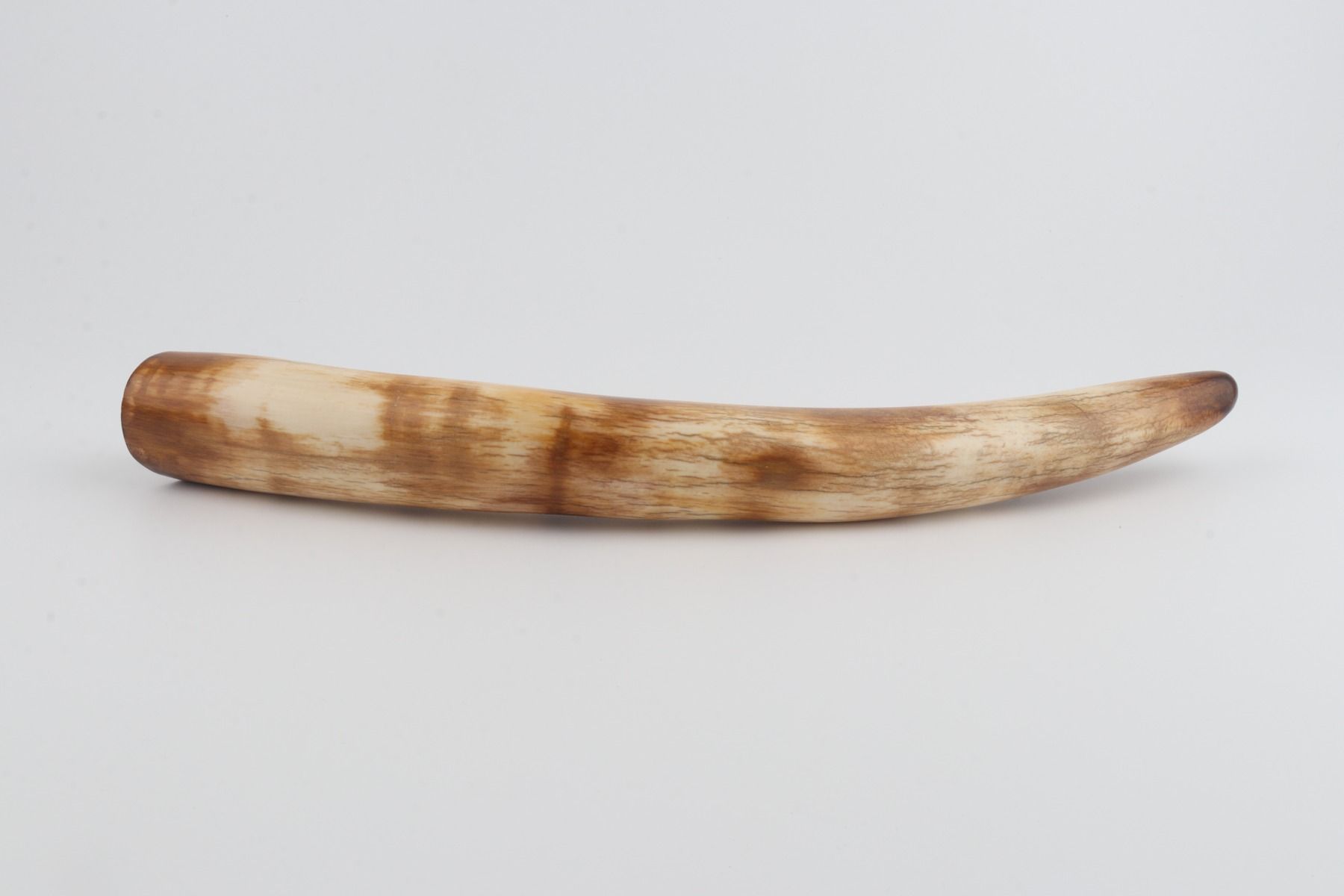 Restored woolly mammoth tusk